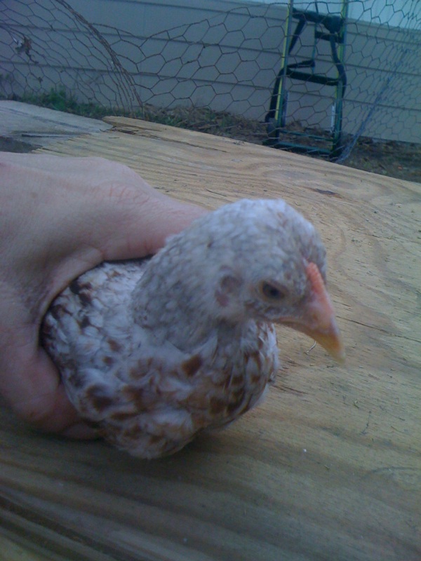 Fiona ?  if she's a HEN lol