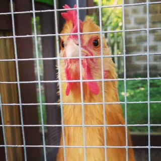Fionna didn't get her snuggles and wasn't happy with me about it. All my chicken's sit on my lap(some times all at once).