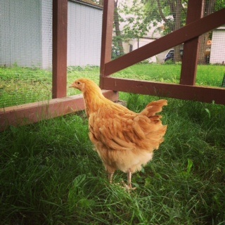 Fionna. My smallest and bravest lady. She's grown quite big and 6 months old. She started laying at the end of August.