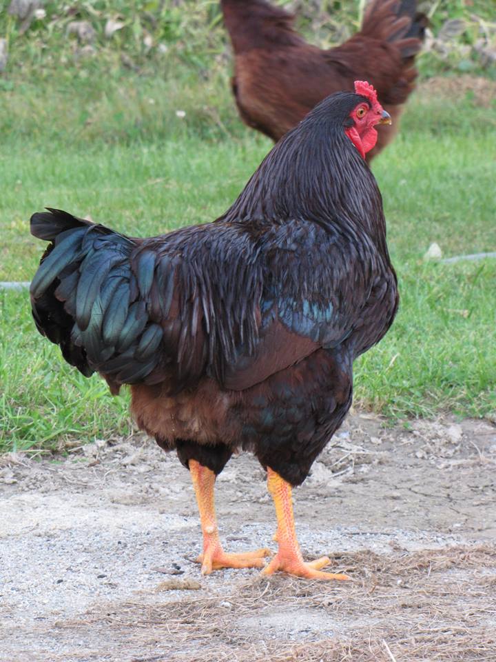 Firebird, Buckeye rooster.
