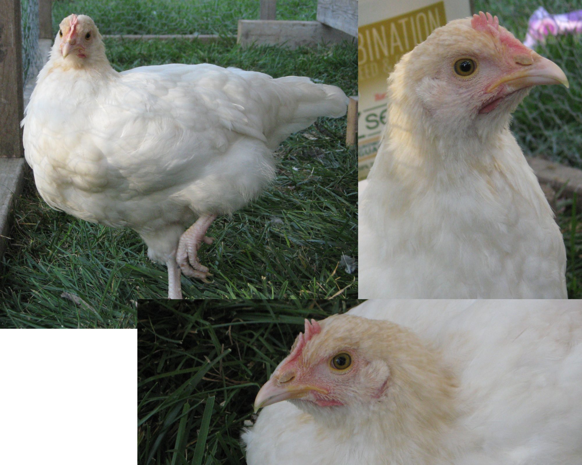 Firefighter - my boy's chicken