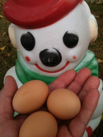 *
First 3 eggs with our snowman 2013