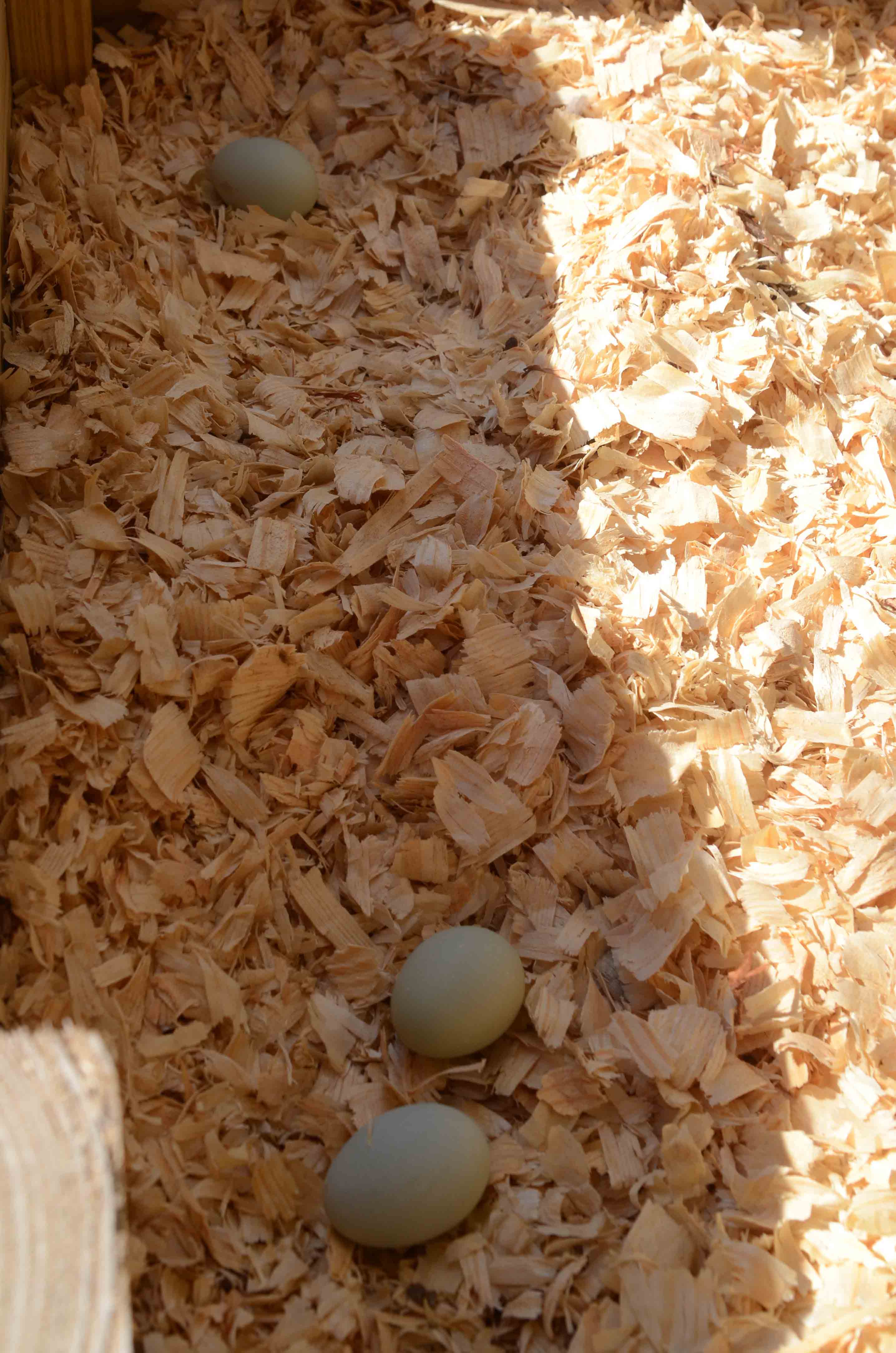First 3 eggs