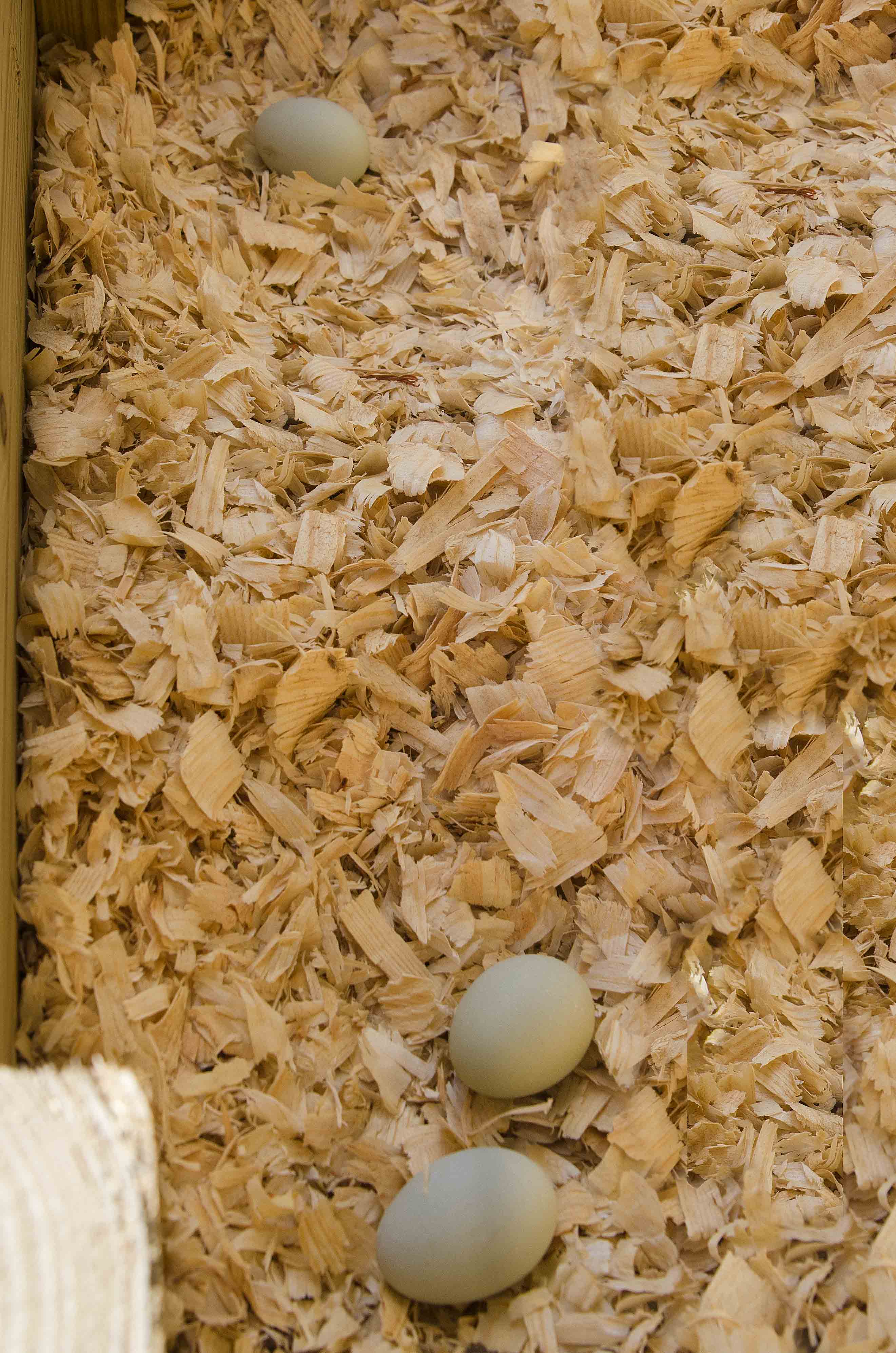 First 3 eggs