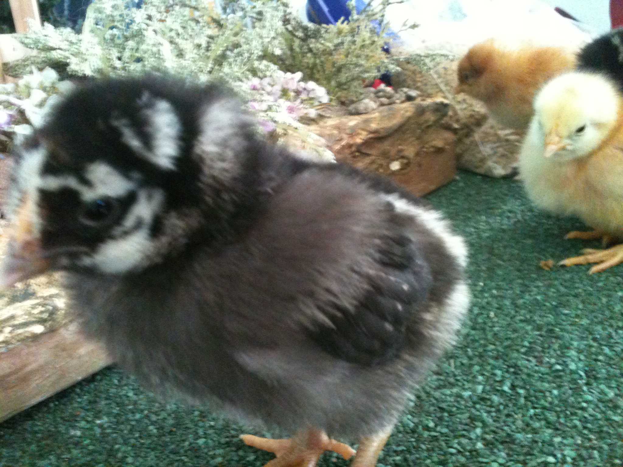 first 4 chicks bought for this year 2 silver laced wyandottes that are gorgeous...