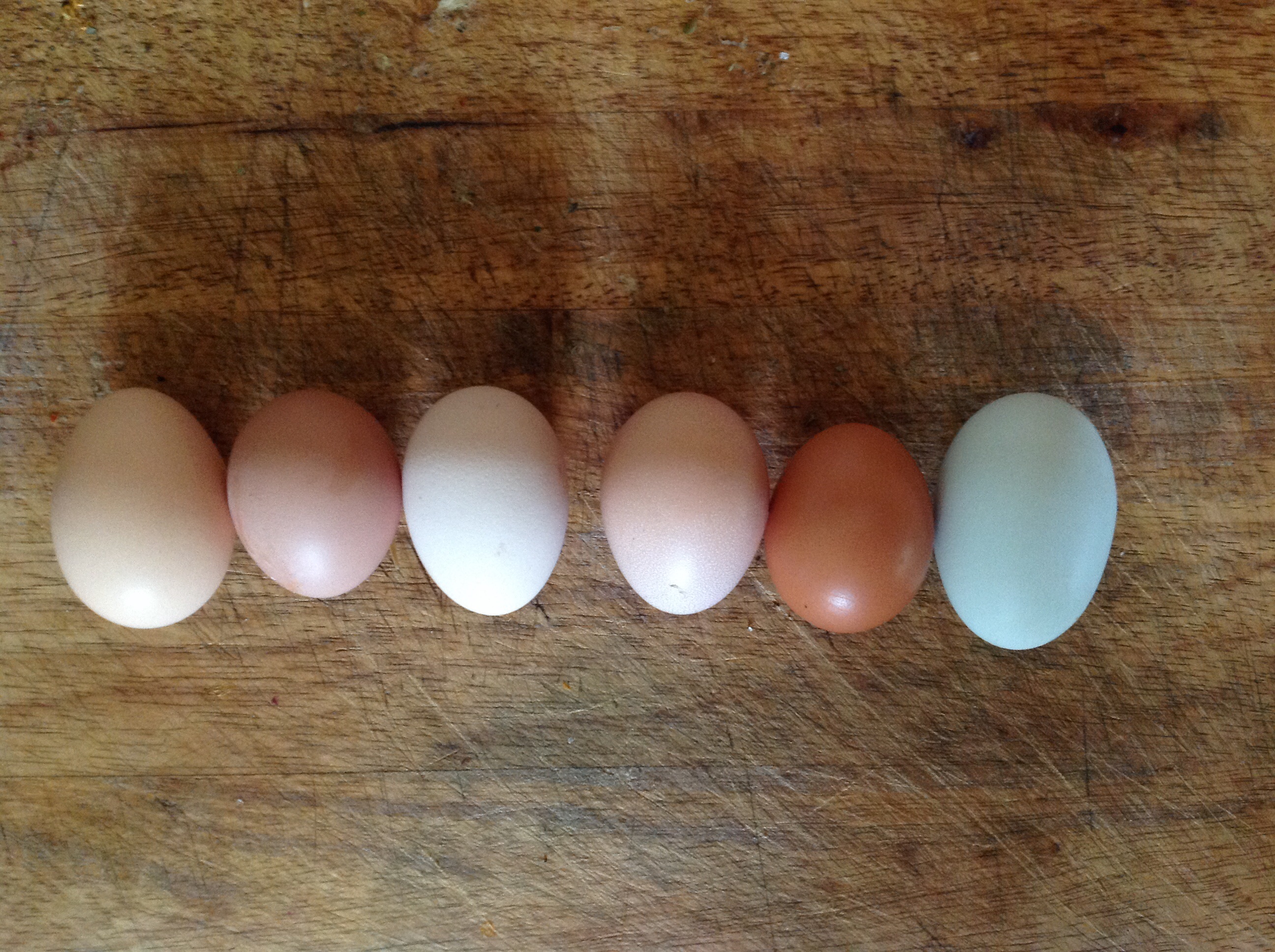 First 6 in a day and first blue egg