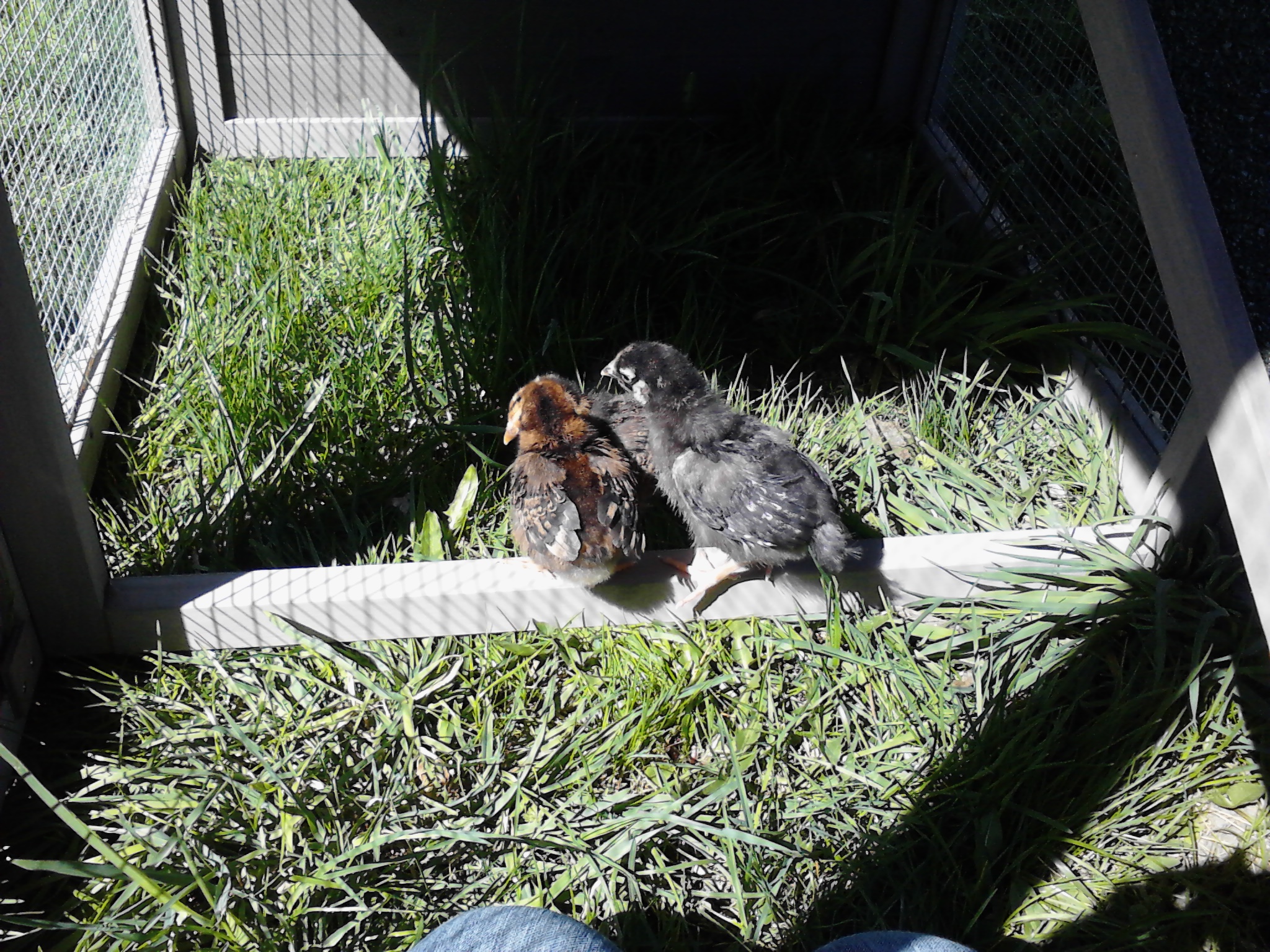 First adventure outside!  They didn't know what this "grass" thing was and didn't really want to leave the safety of the wooden beam..