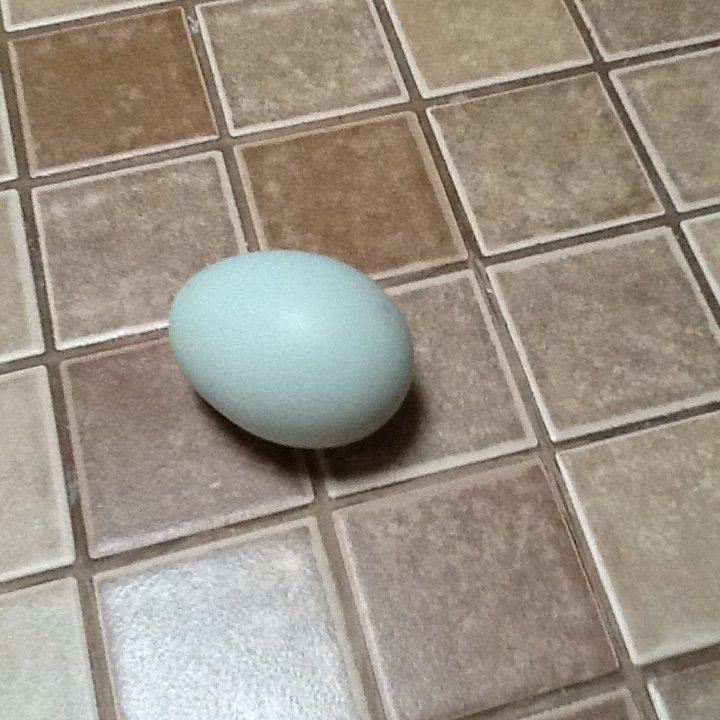 First Ameraucana egg from black/ Lavender split pullet