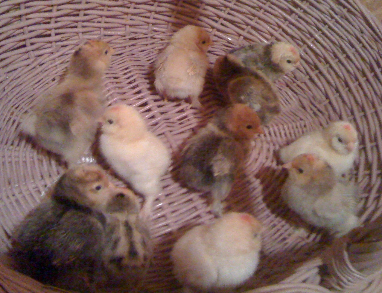 First baby chicks  hatched out in 2012 on March 7th
