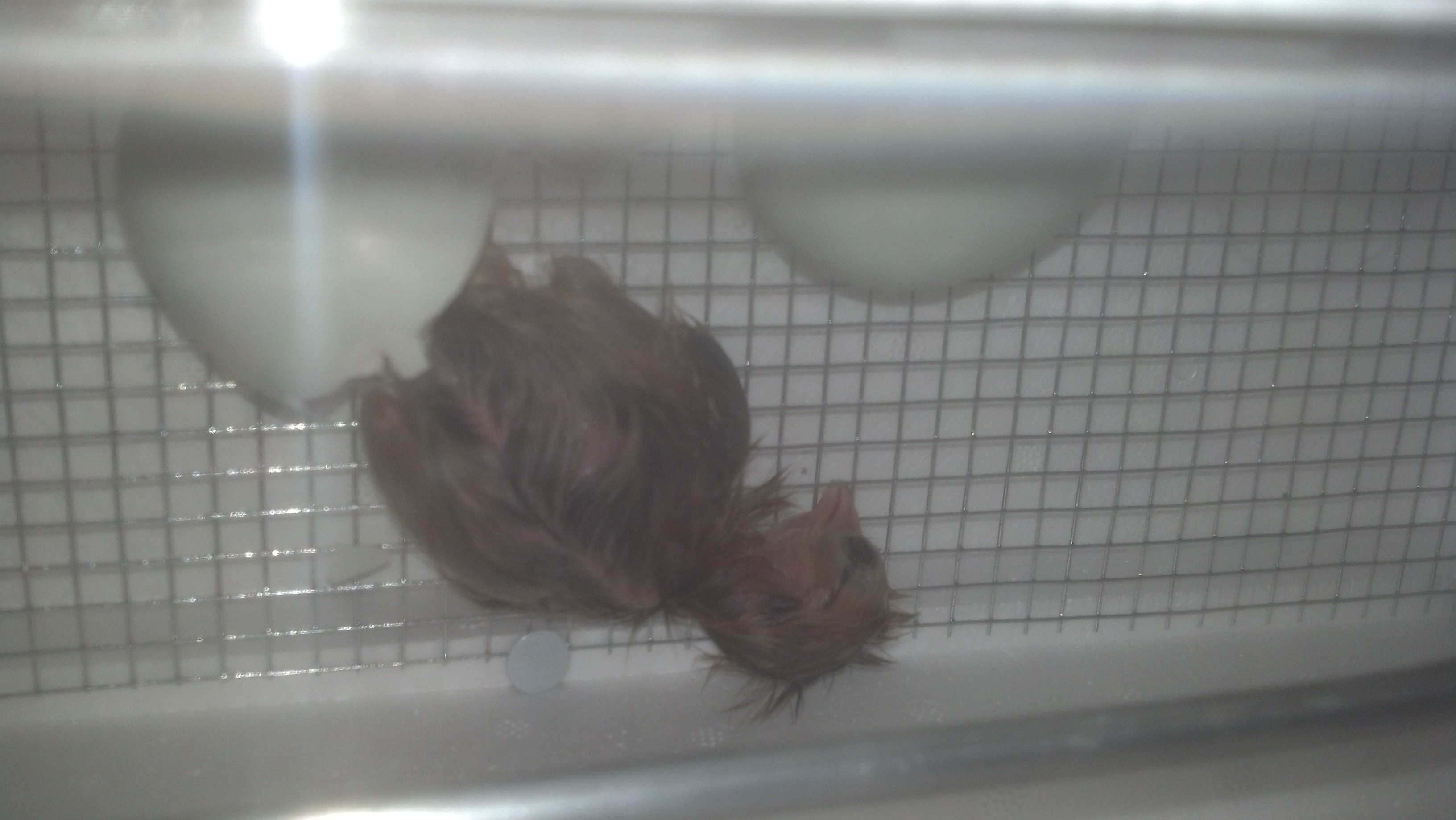 first baby to hatch on june 25 ameraucana cross