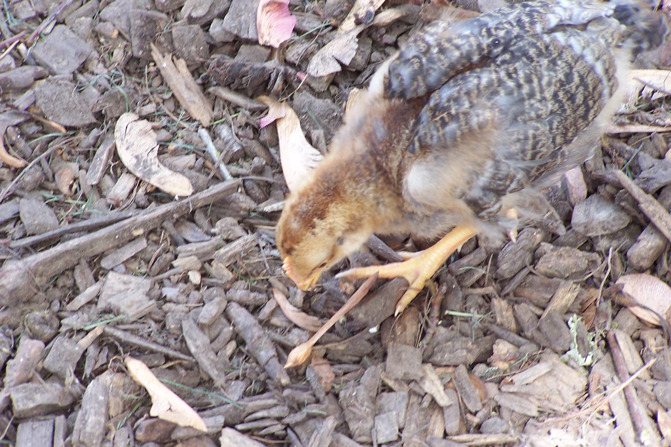 First Barnebar (Barnevelder/Cream Legbar). I love the beautiful blue green eggs from my CL's. Hoping to create a lovely olive egg....unfortunately my first small batch produced 1 male chick....good news...the sex linking appears to be working with this cross.