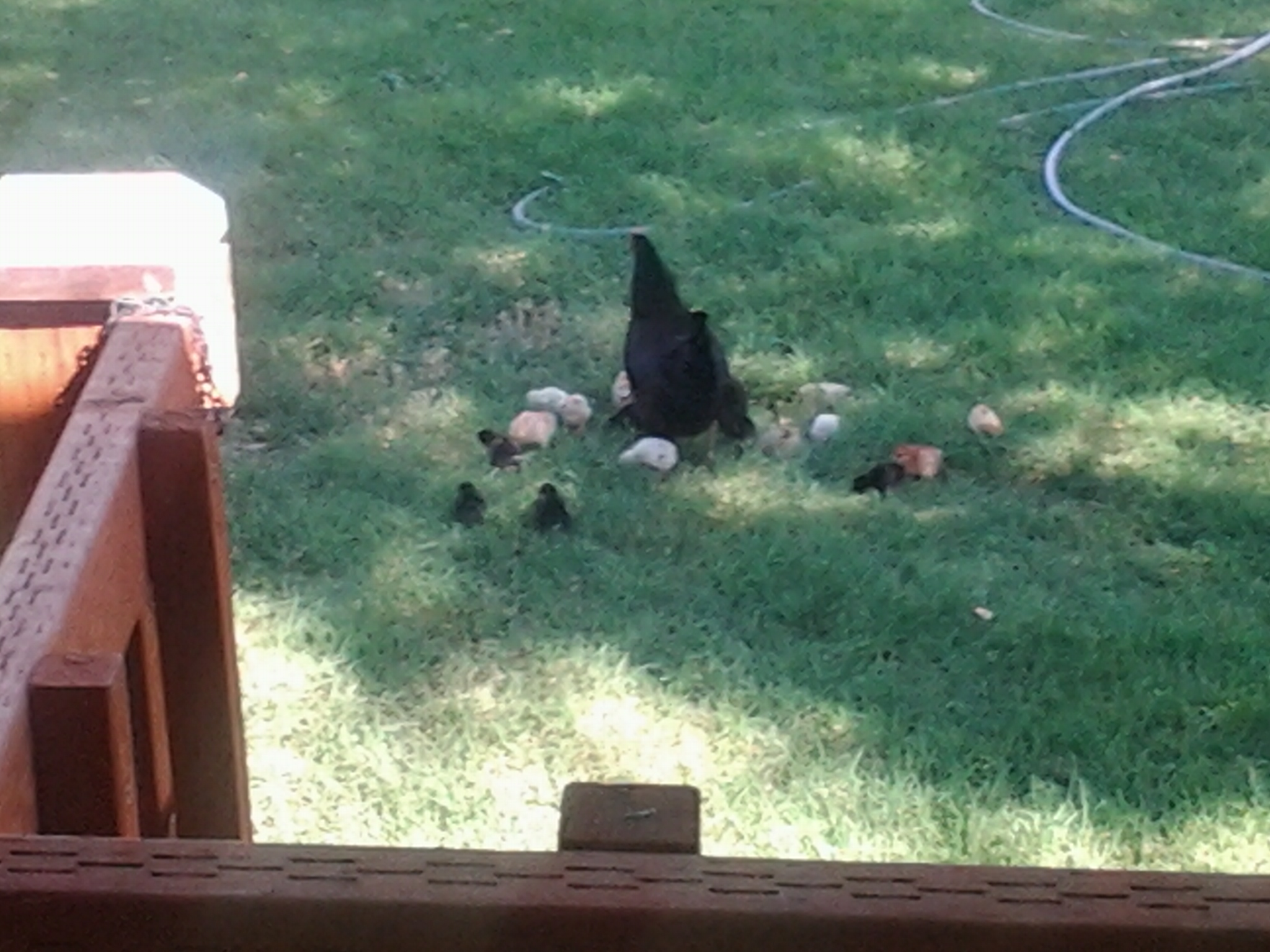 First batch of chicks August 2012. Free ranged up until late fall :-)