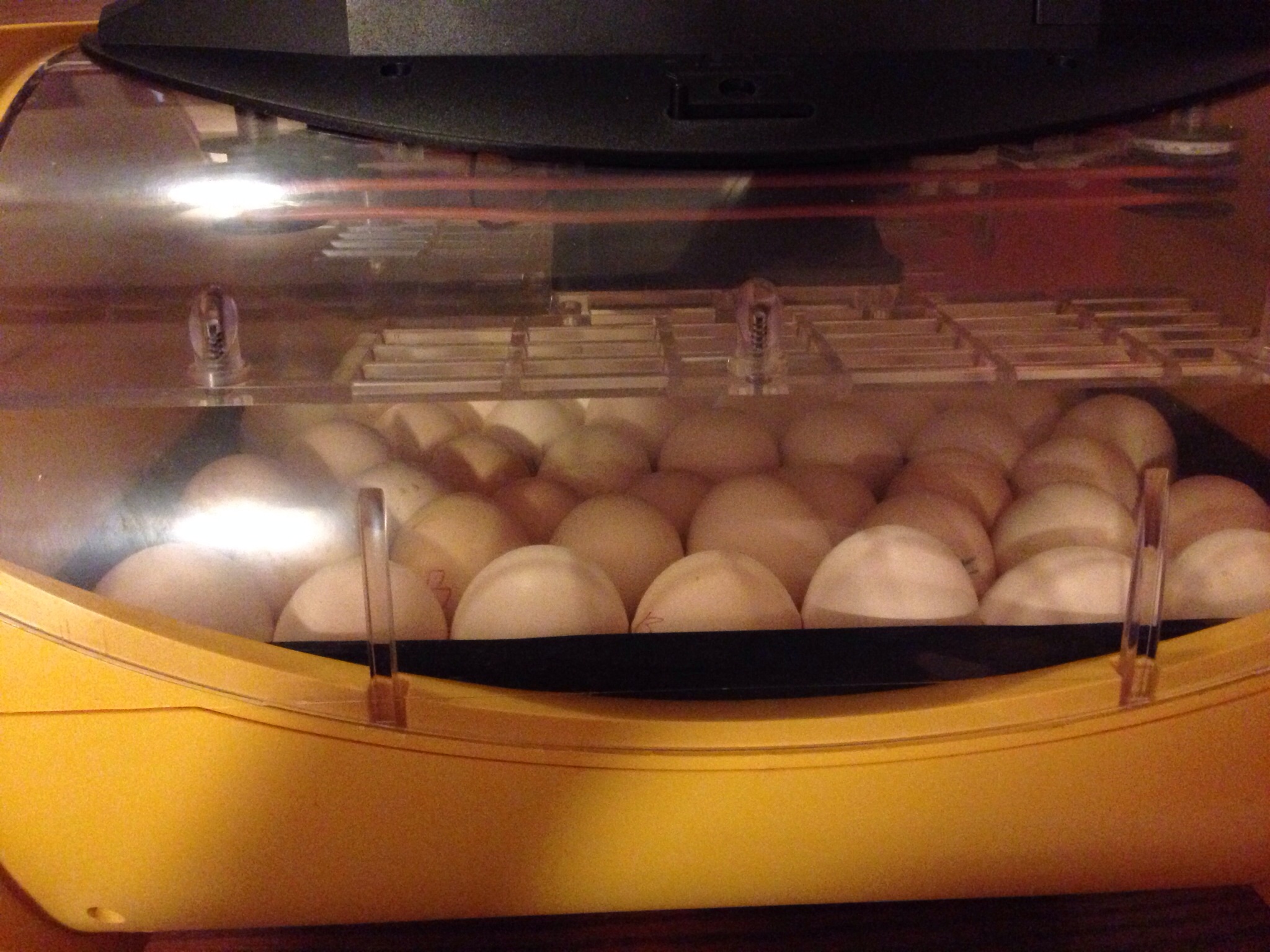 First batch of Silkie eggs set in the Brinsea. Fit a total of 42 in there.
