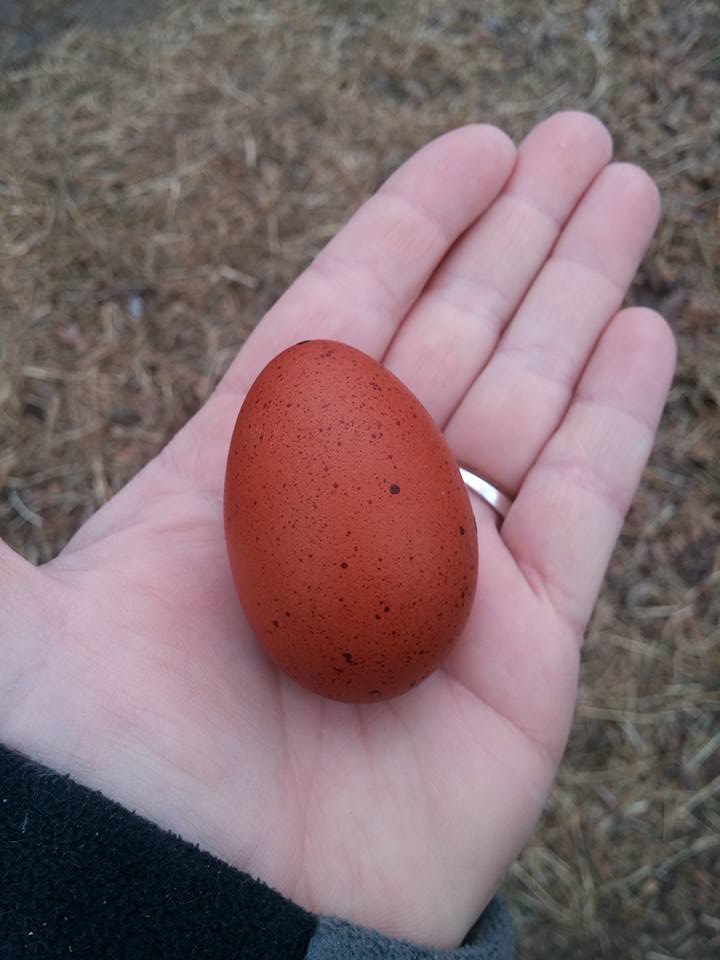First BCM egg 2015