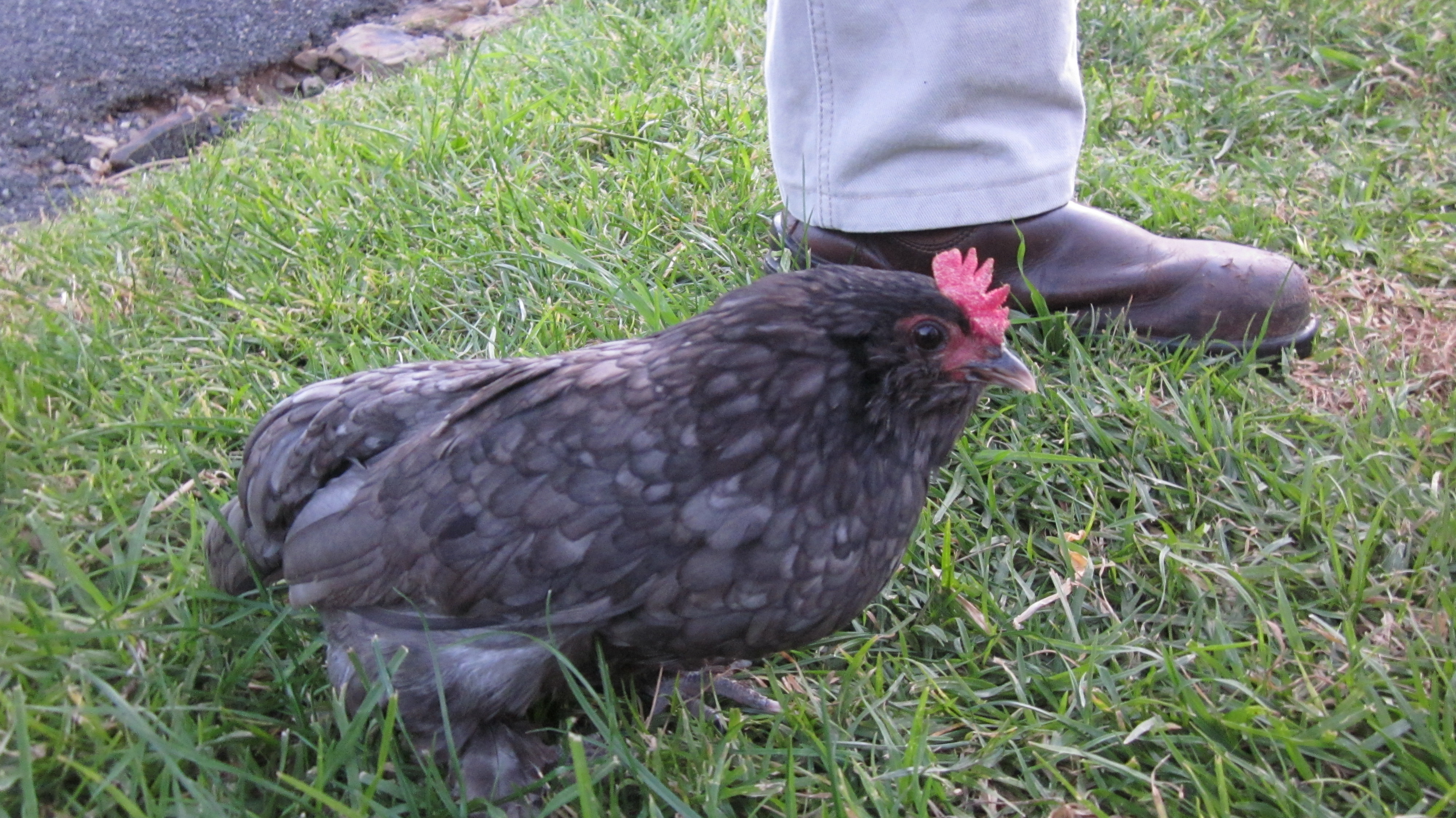 First Belgian hen (Berry)