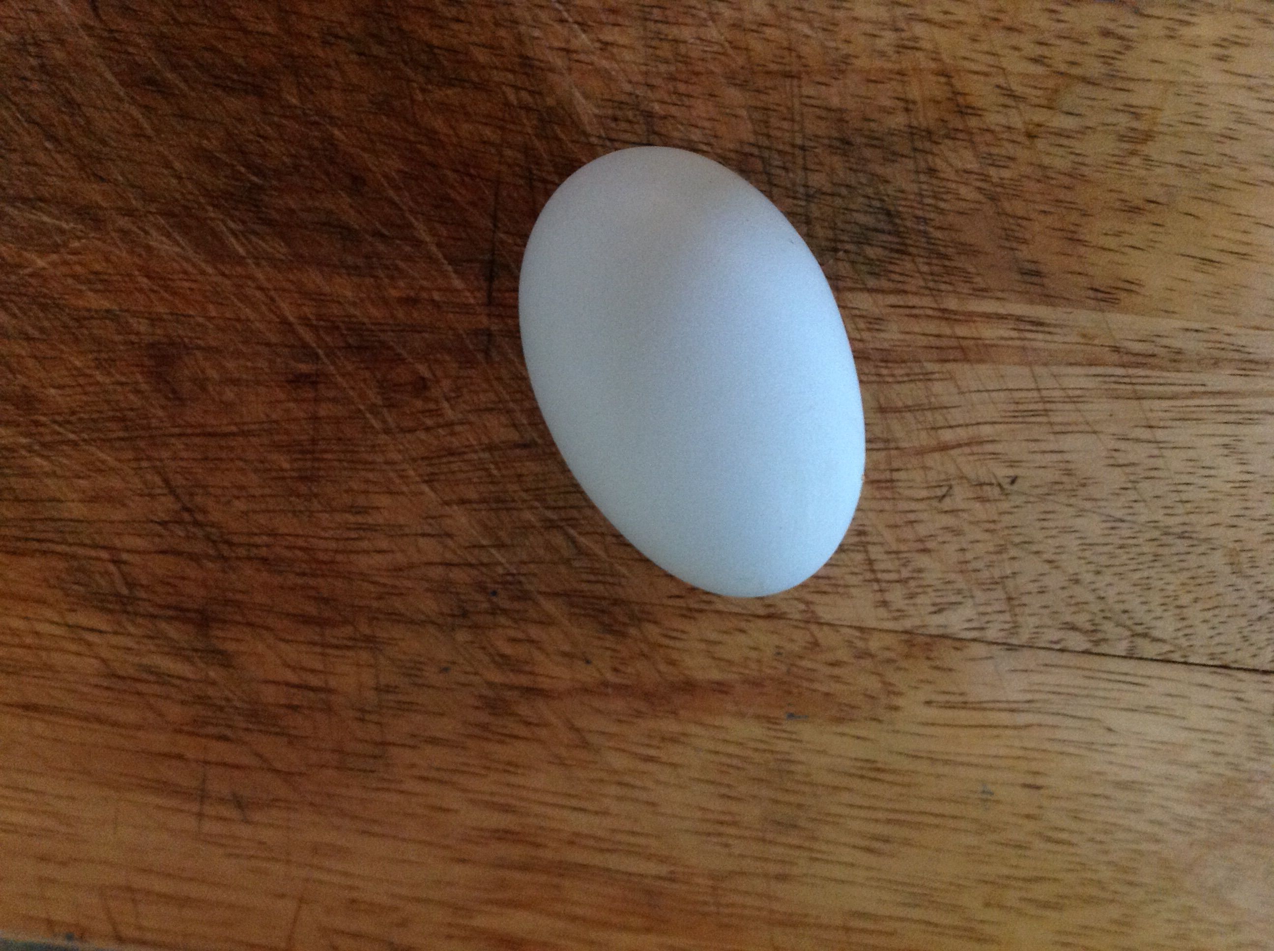 First blue egg from the flock