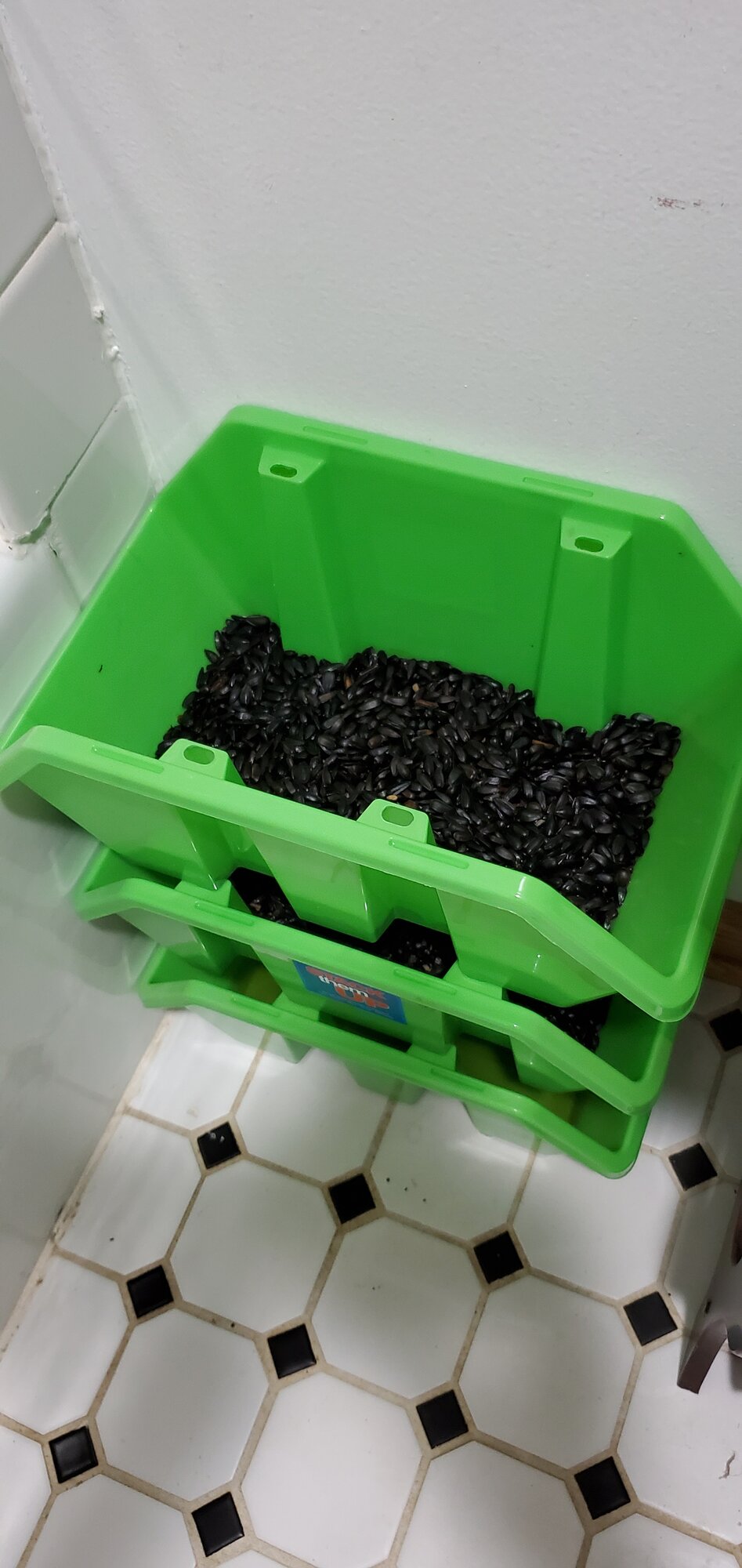 First BOSS sprouts are visible