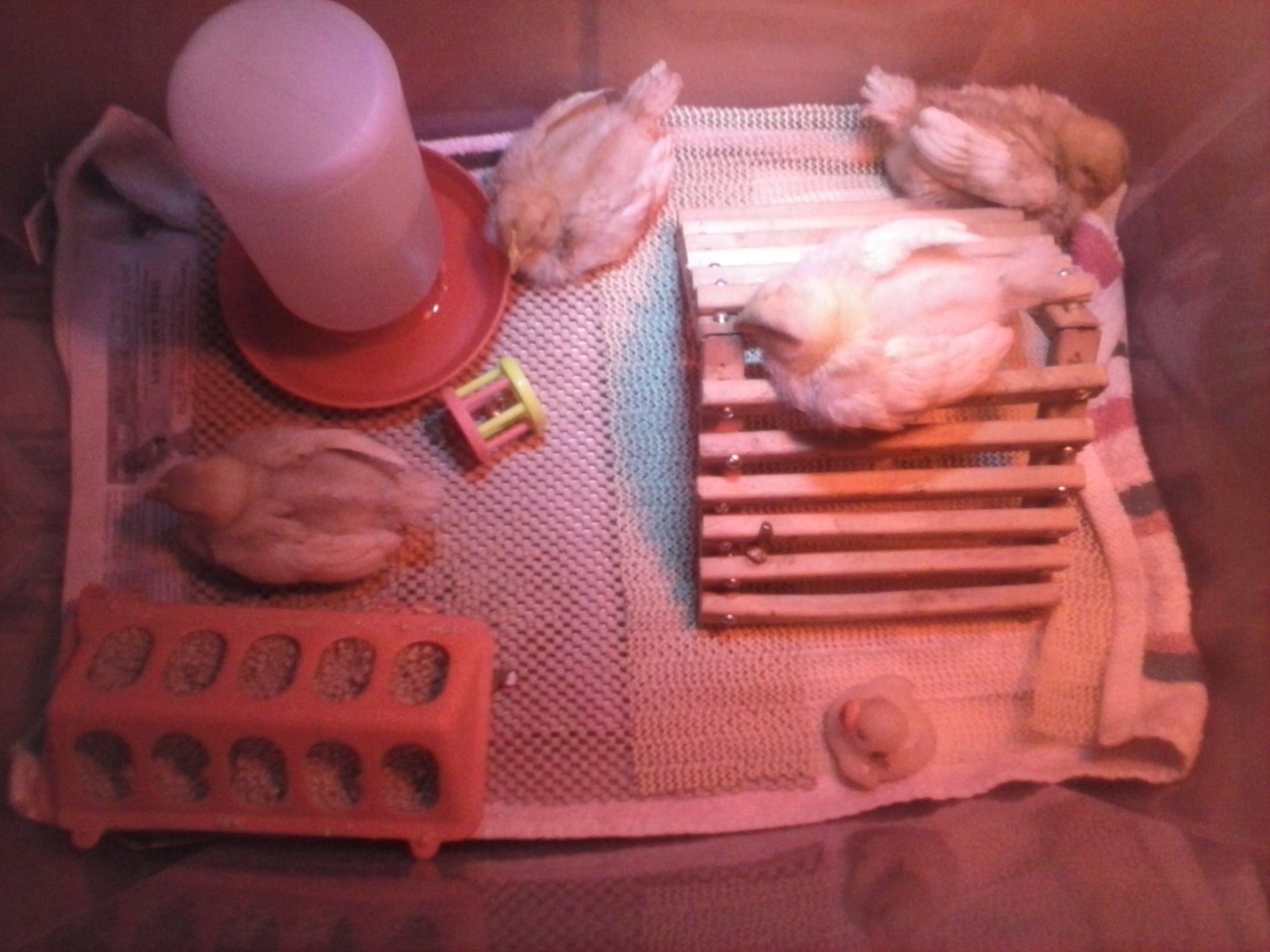 First brooder box