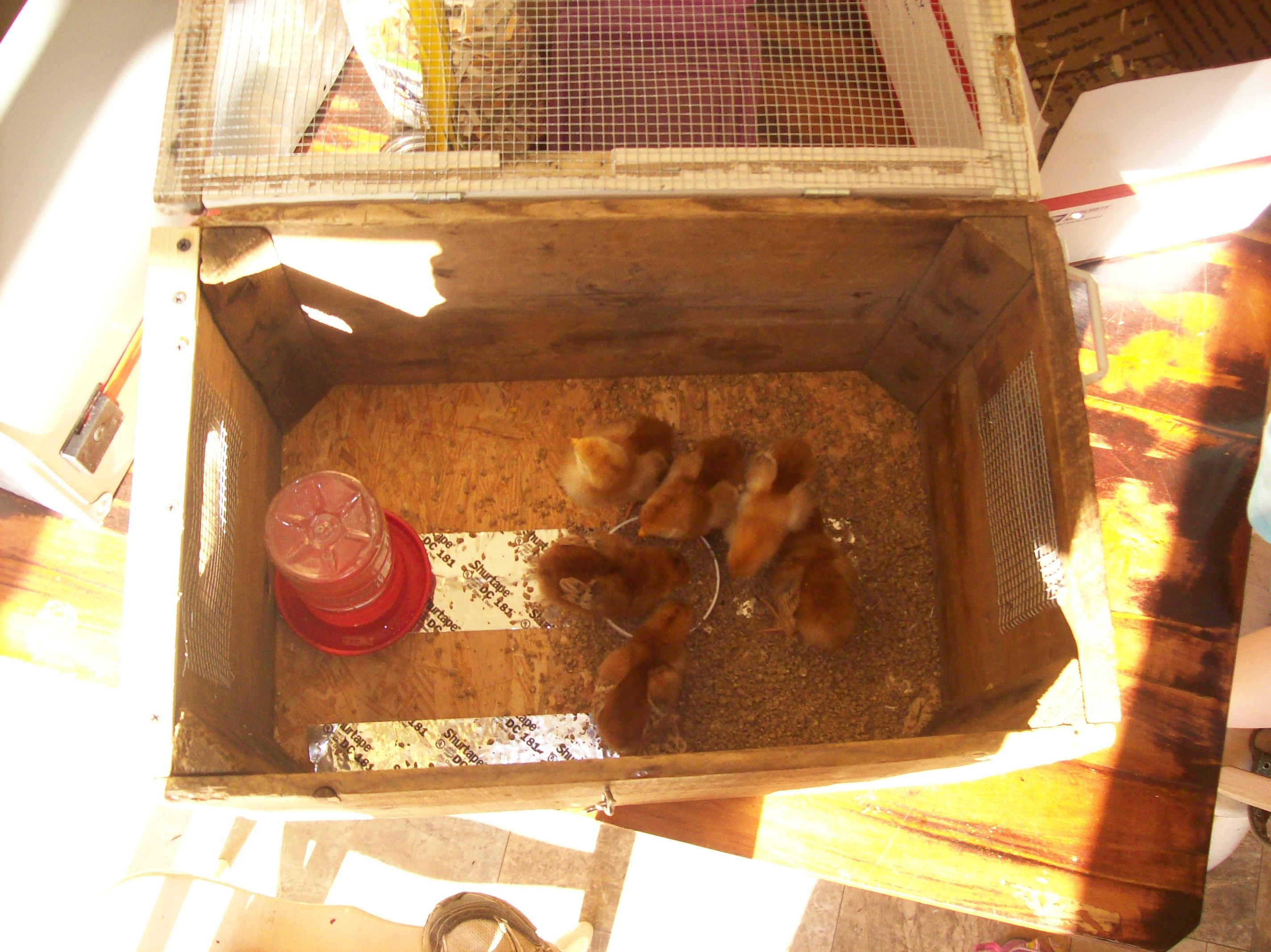 First brooder made for first 1/2 dozen chicks 5/24/13  Made from an old wooden crate box.  I added wire fabric to the hand hold holes and made the top with the same wire mesh fabric. This is the day we brought them home.  We've since added a regular feeder and bedding.