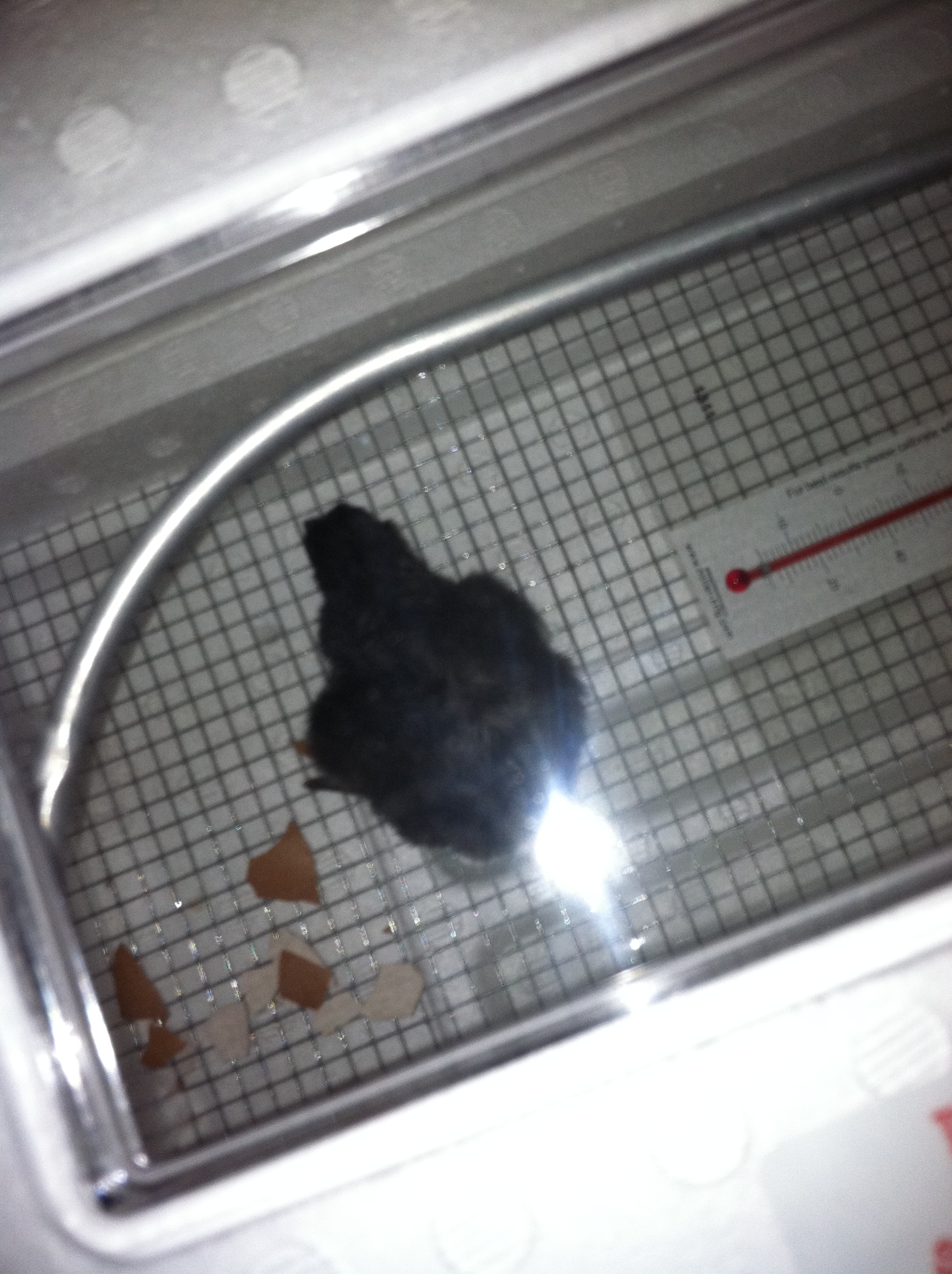 First chick. 7-8-12