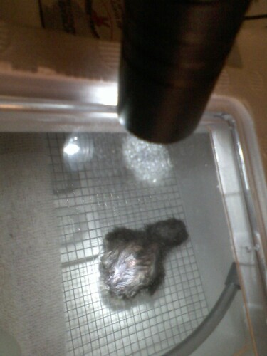 First chick I ever hatched :) 1-30-2012