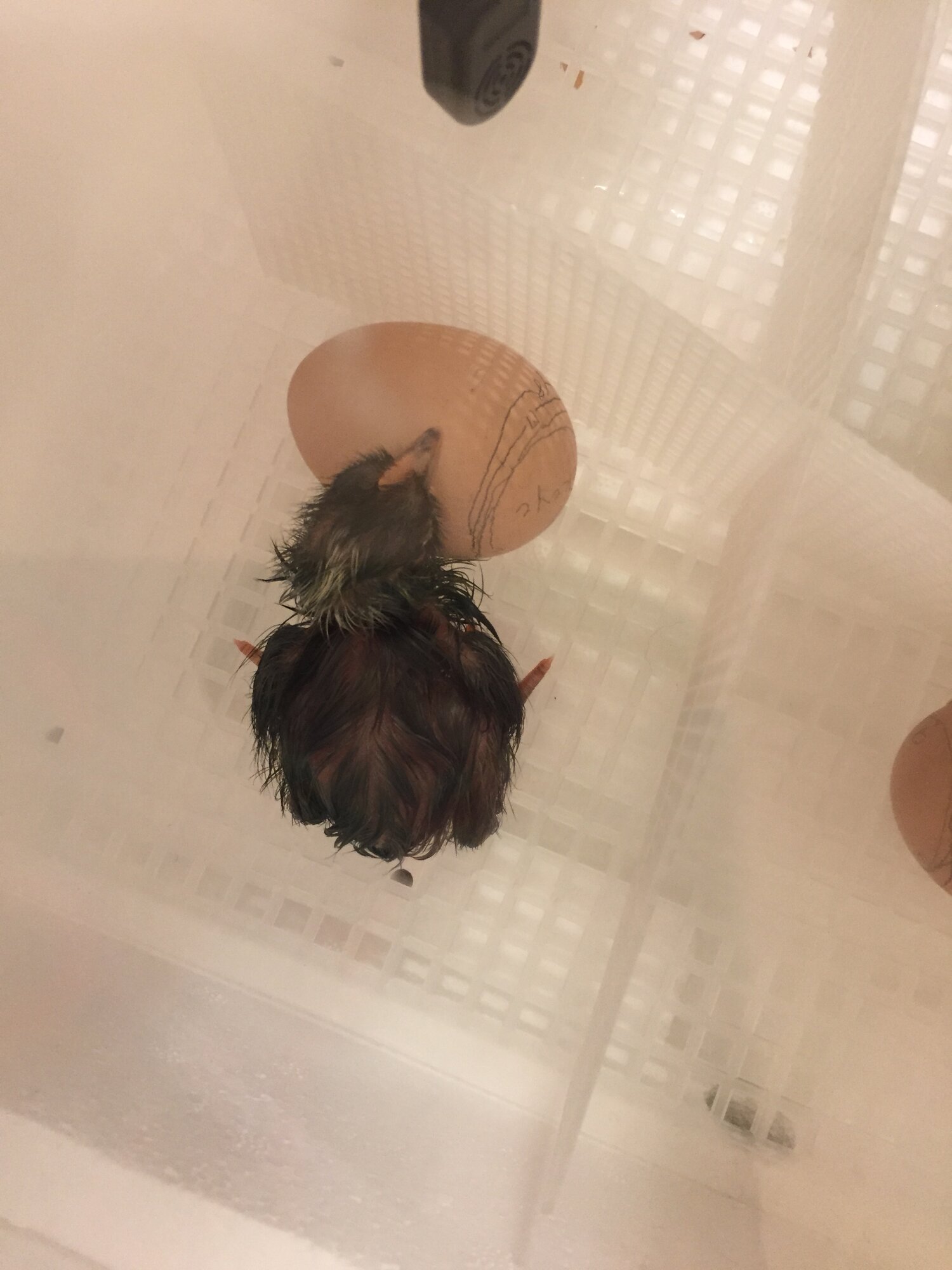 First Chick to Hatch - Egg #10