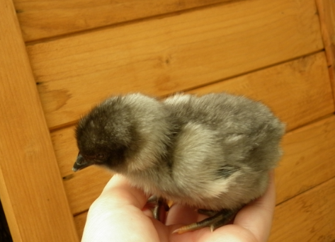 First chick!
