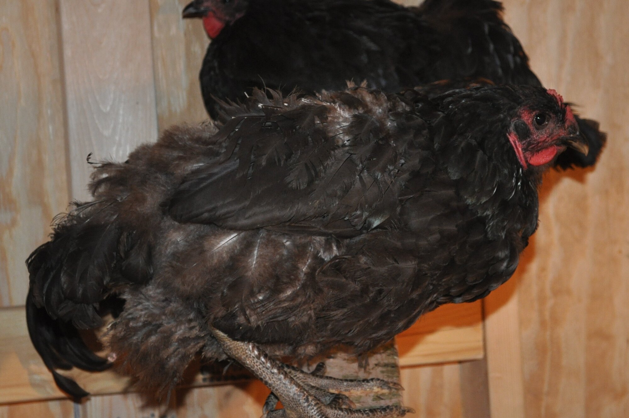 First Chickens