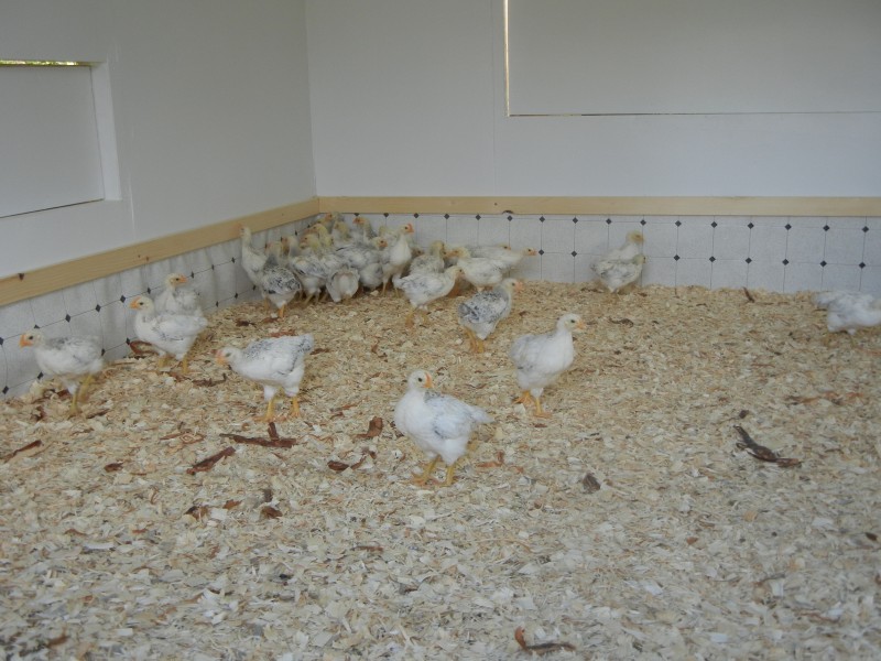 First Chicks in coop version 1.0