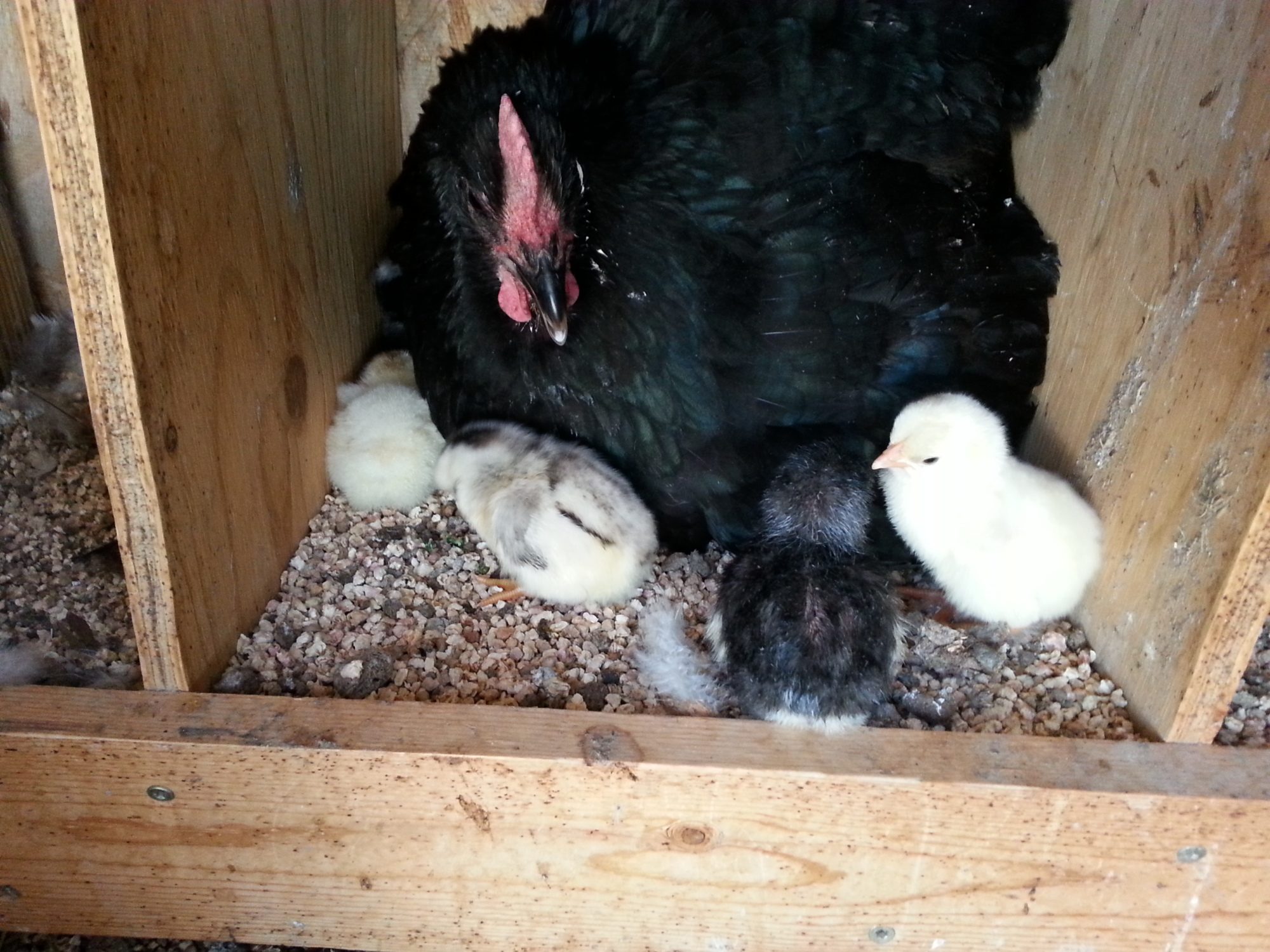 first chicks raised by mama
