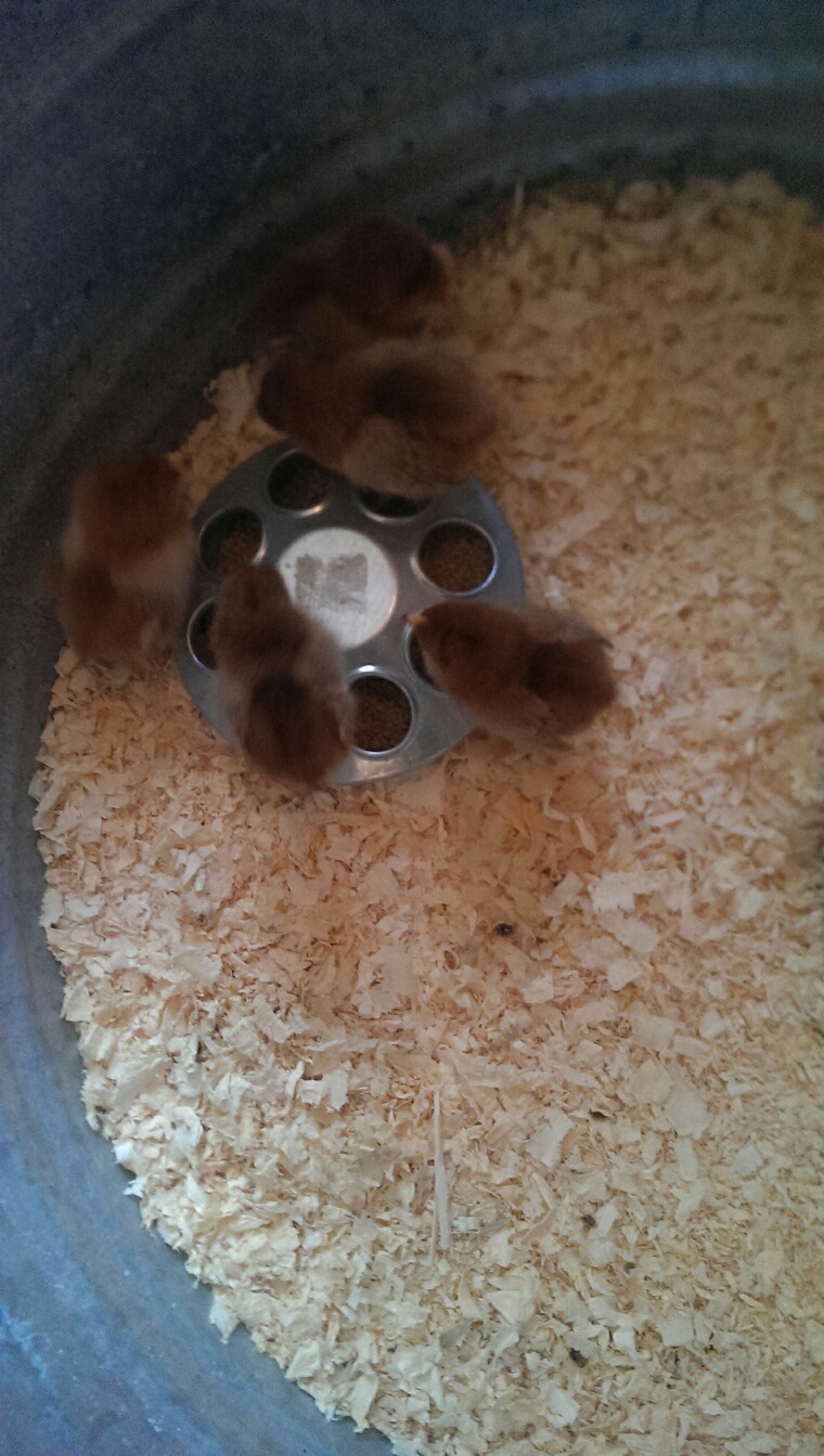 First Chicks