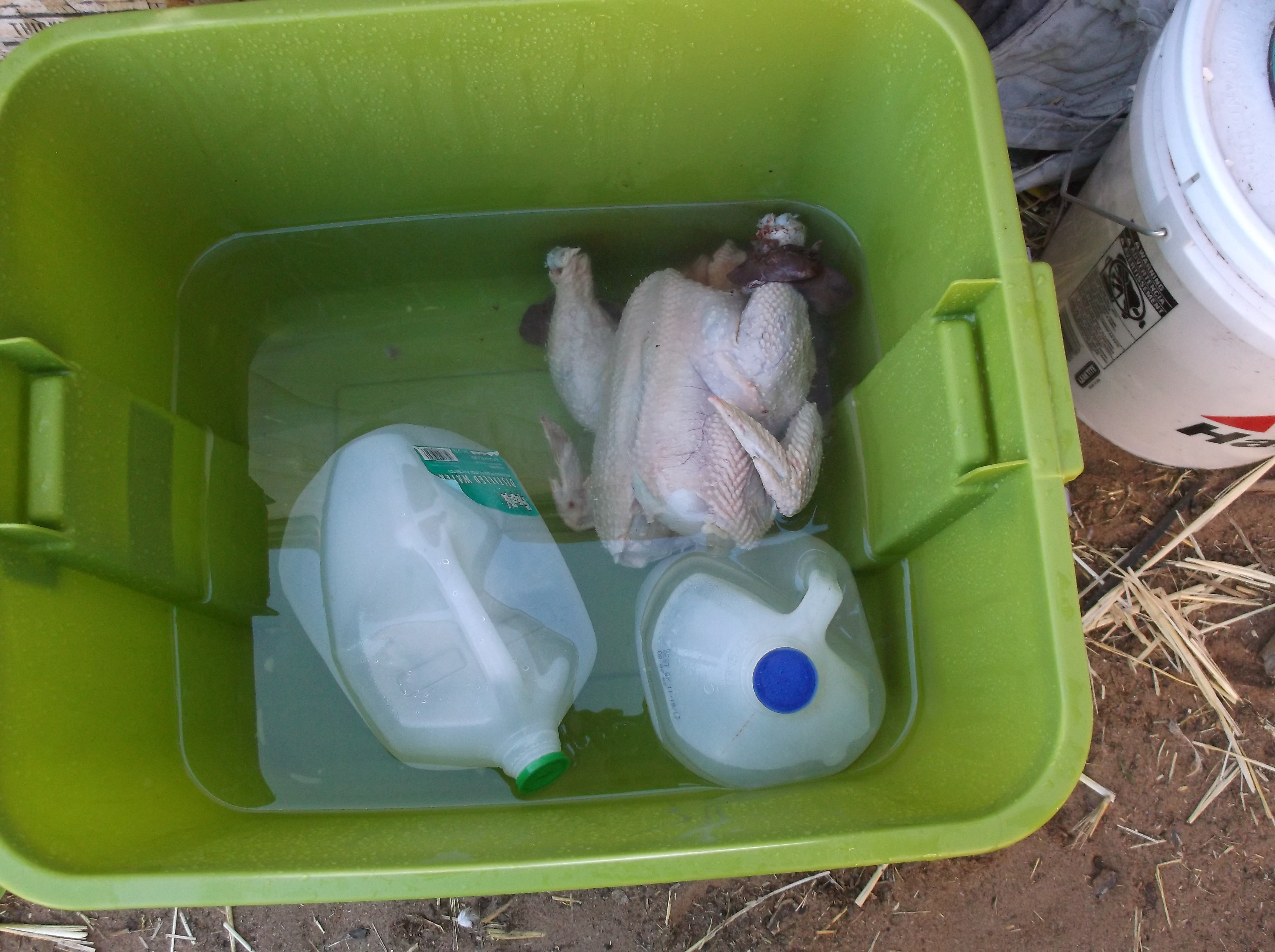 First cleaned bird put into ice water for cooling.