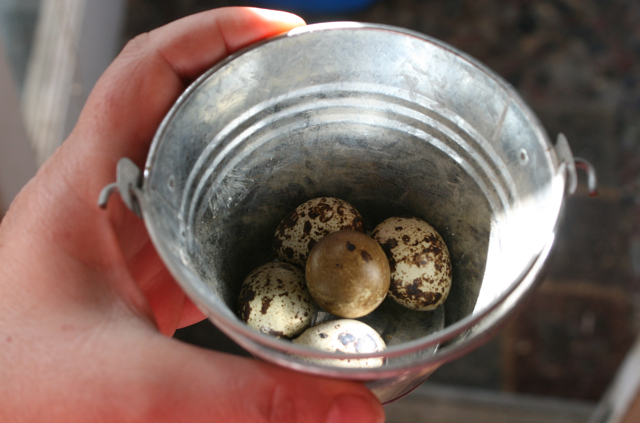 First Coturnix eggs