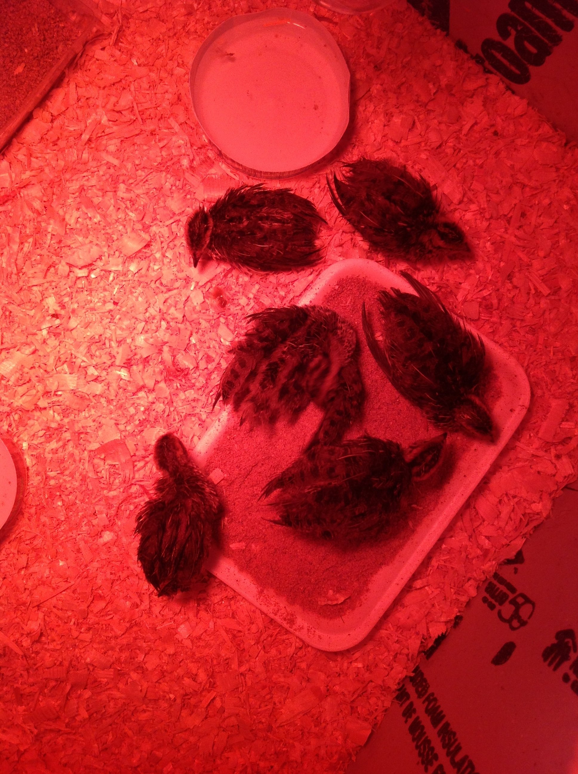 First day 3 week olds