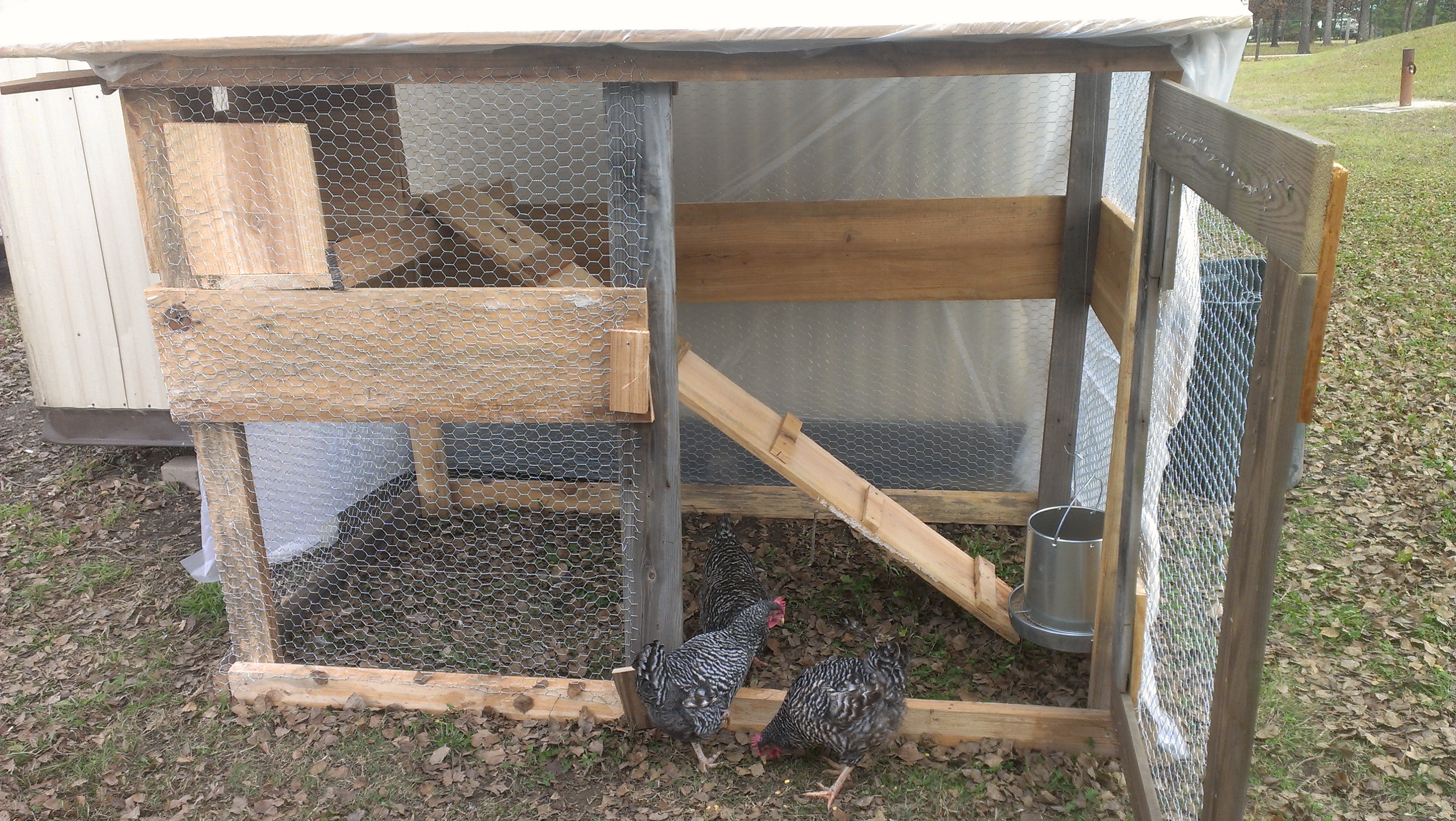 First day after bringing home my Barred Rock hens from Baldhill Farms near Lufkin, TX