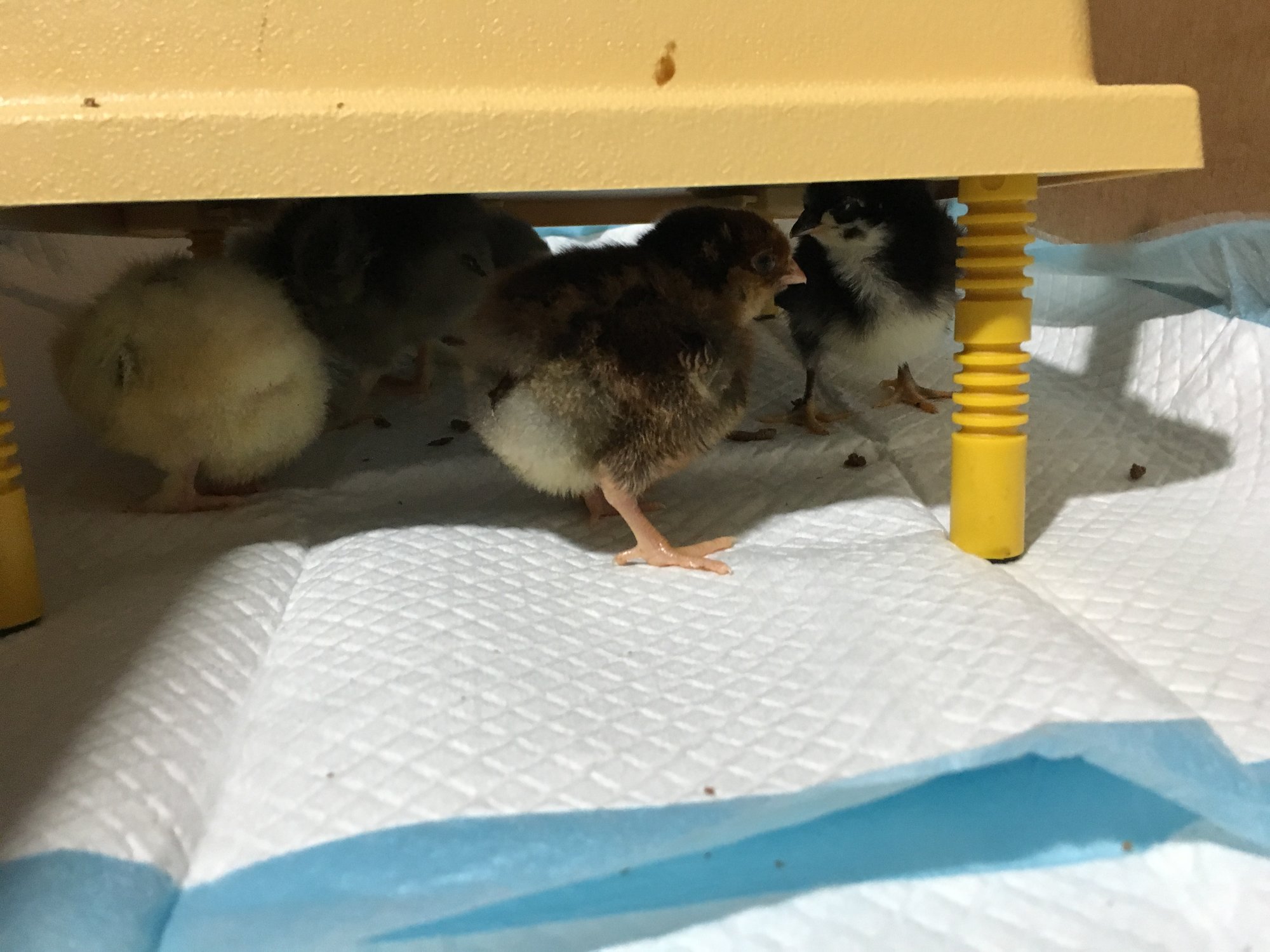 First day at home