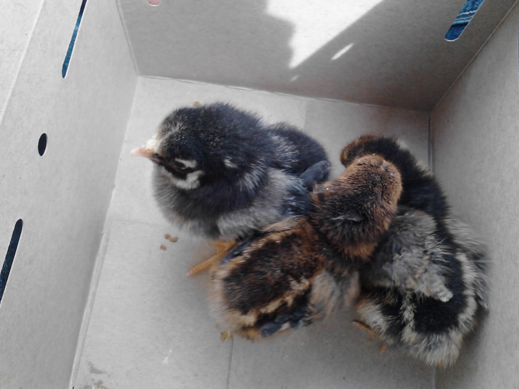 First day going home with my first chicks ever!  Two GLWs and a SLW!