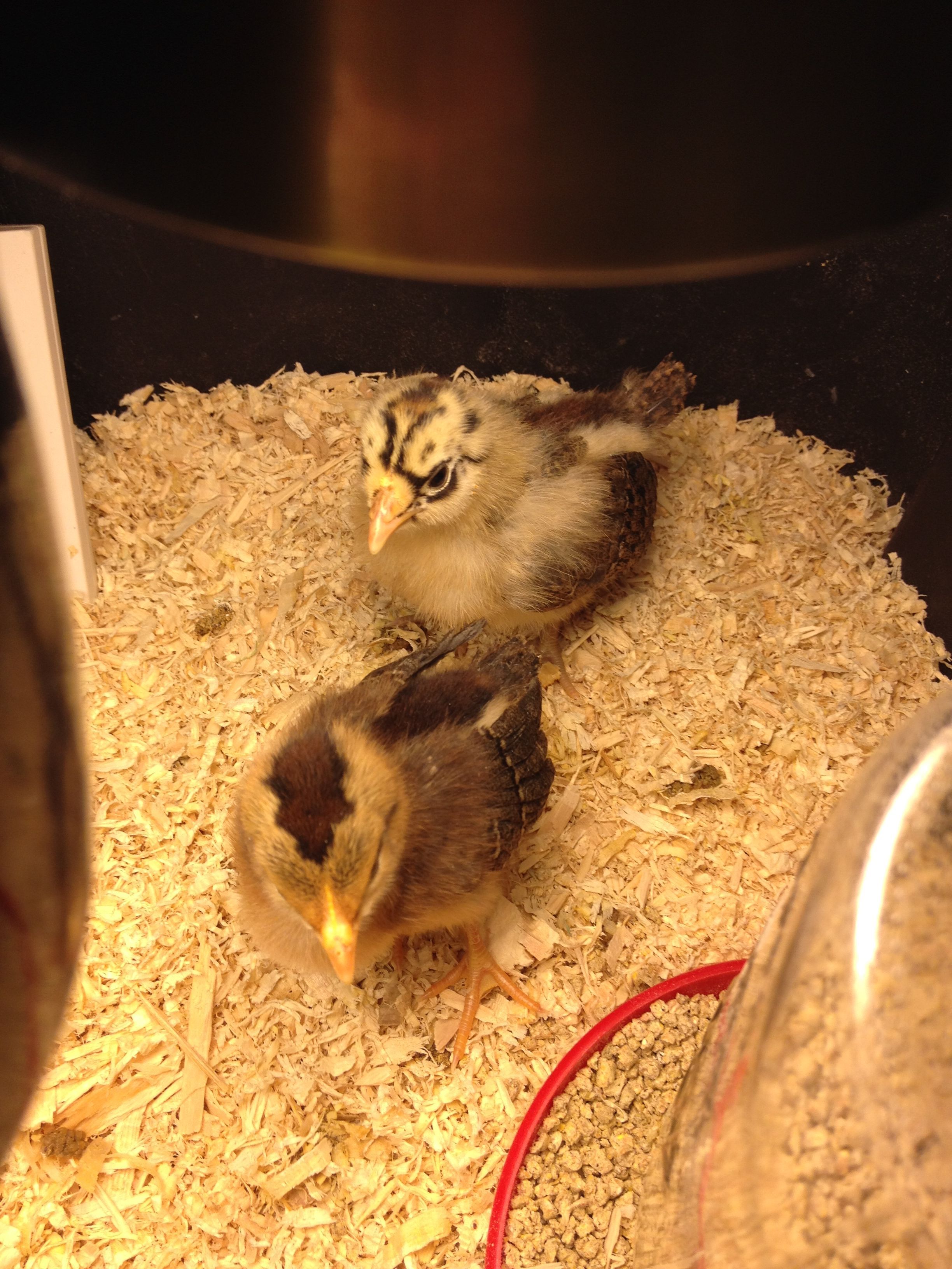 First day in my brooder