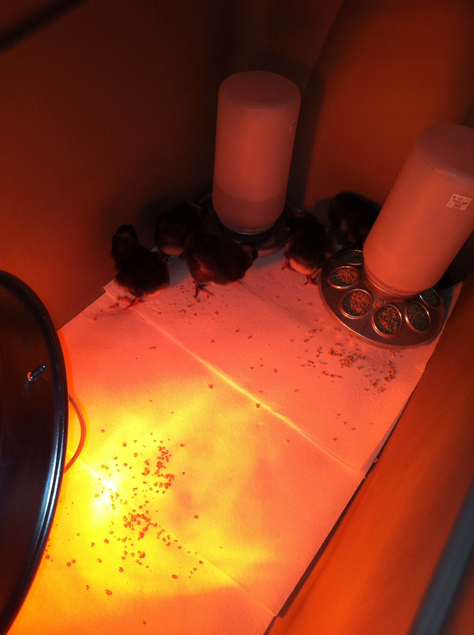 First day in the brooder!