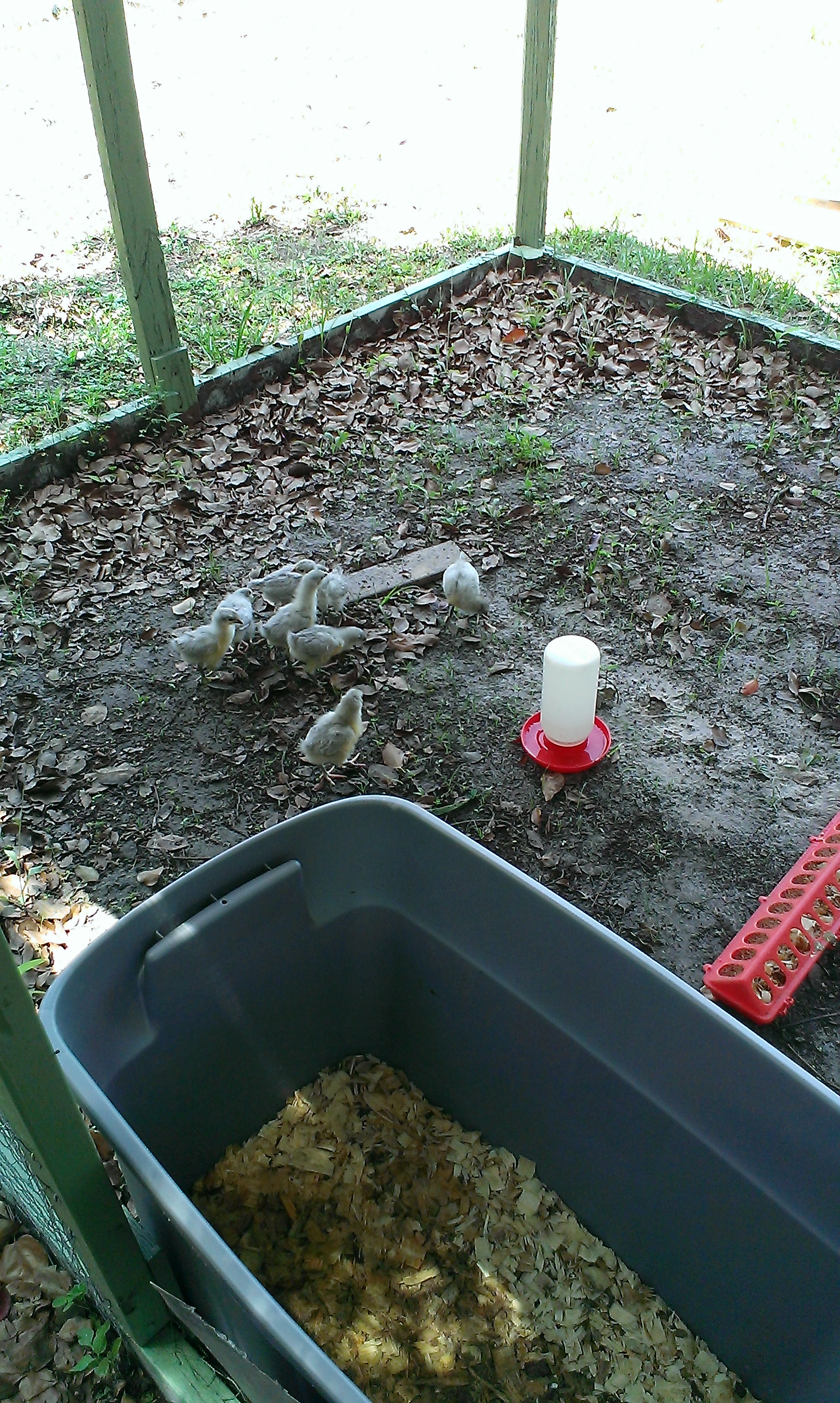 First day in the coop....started with 8...lost 2..