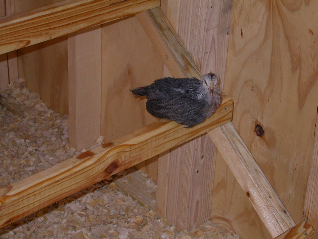 First day in the new coop.