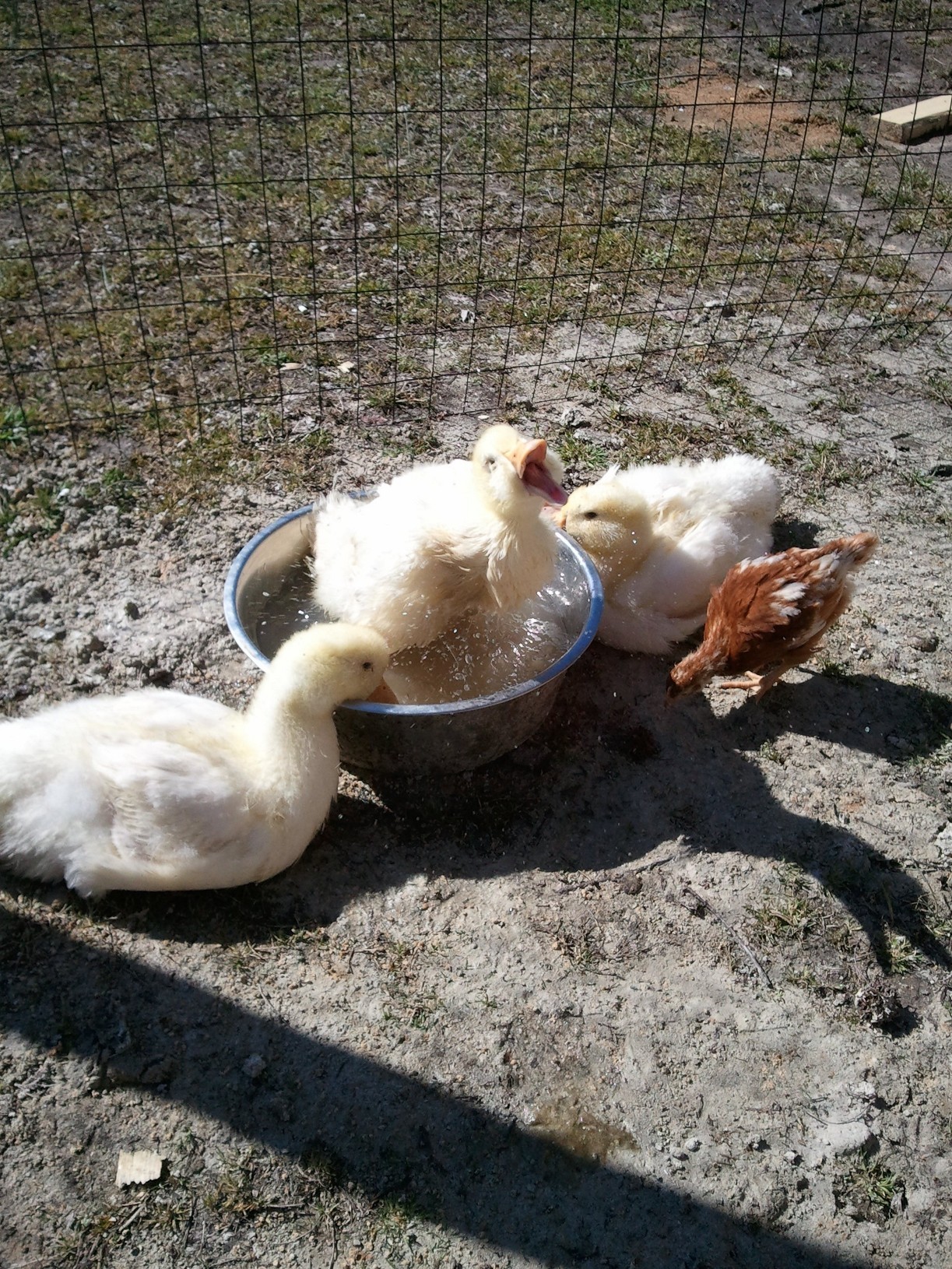 First day in the outside coop. Couldn't wait for the pool, so I will take the bowl, I know I will fit !