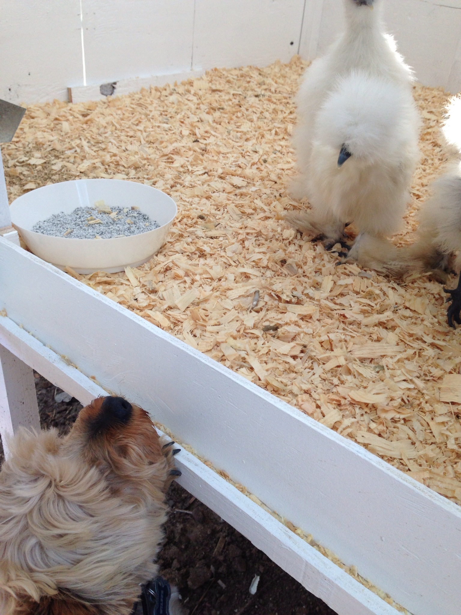 First day in the pen--our dogs were enamored especially Wilbur, our yorkie