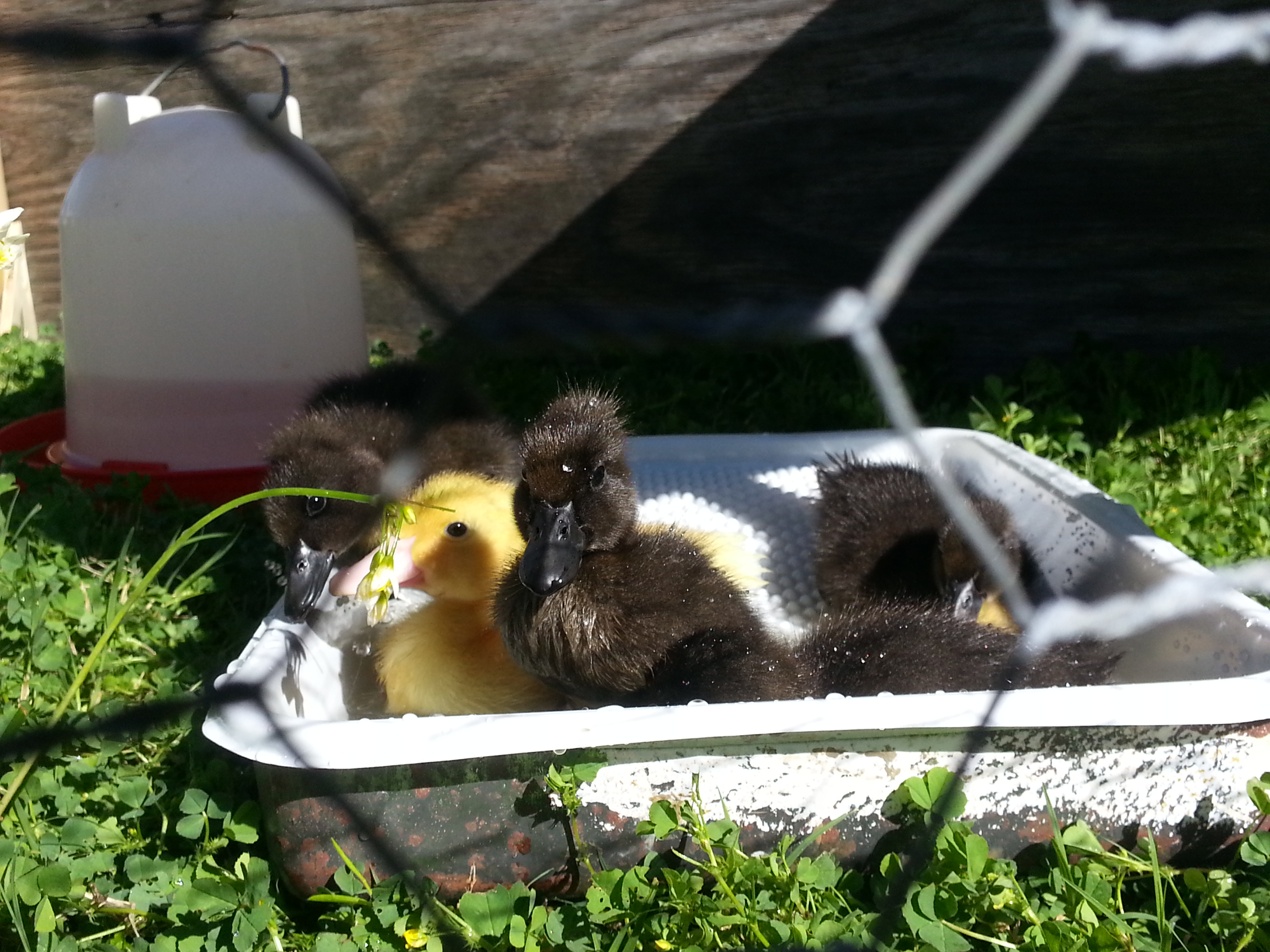 First day in the sun with their baby pool!