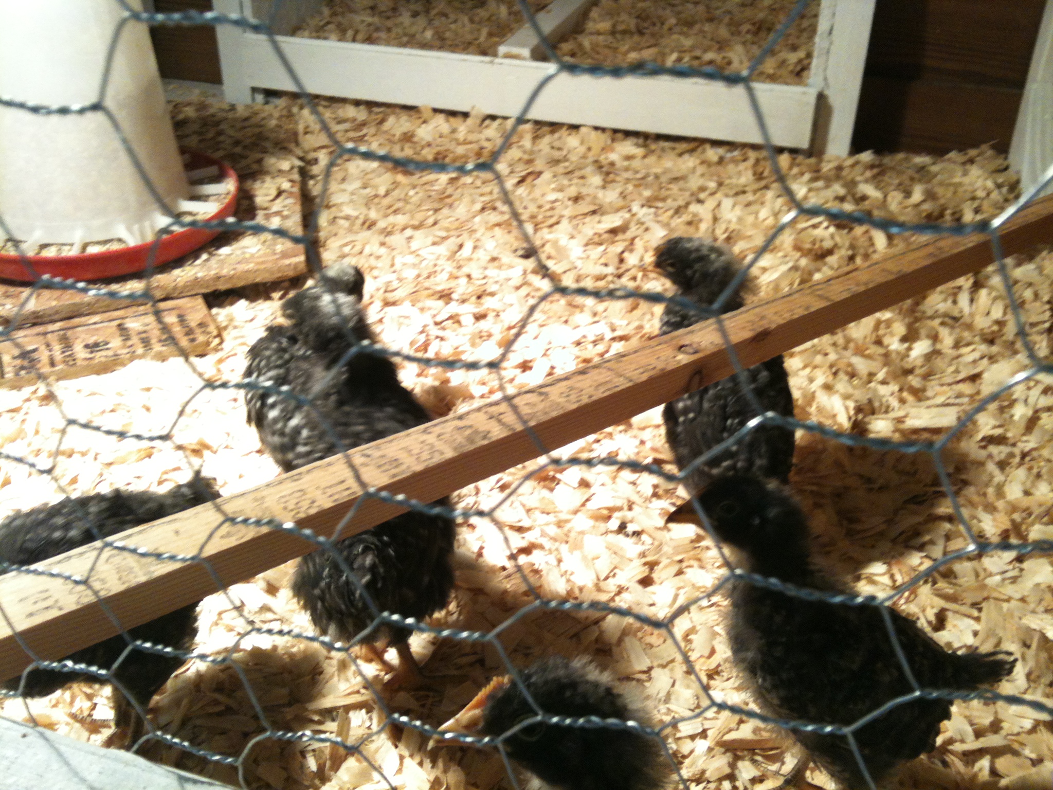 First day in their coop...surveying the terrain.