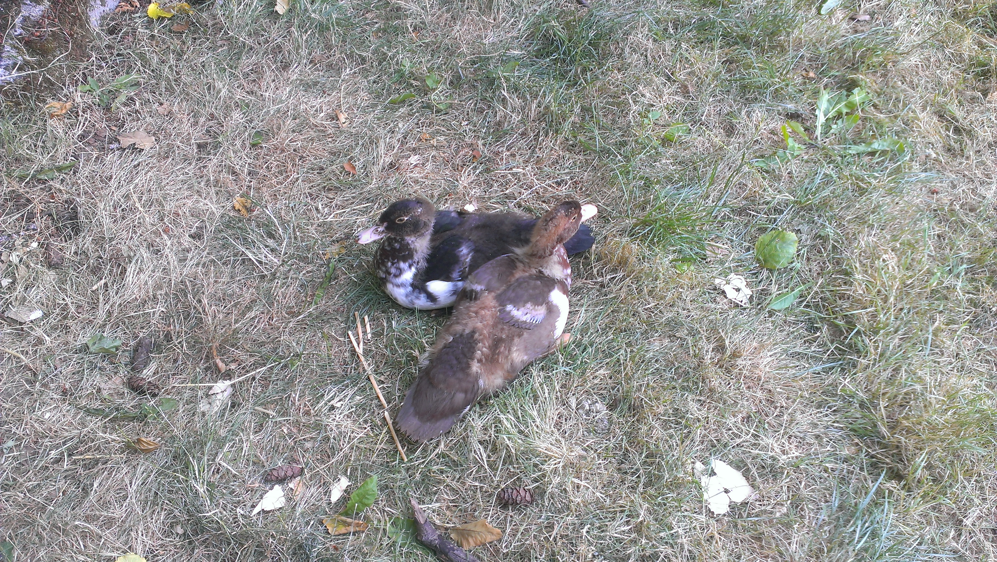 First day in their new home