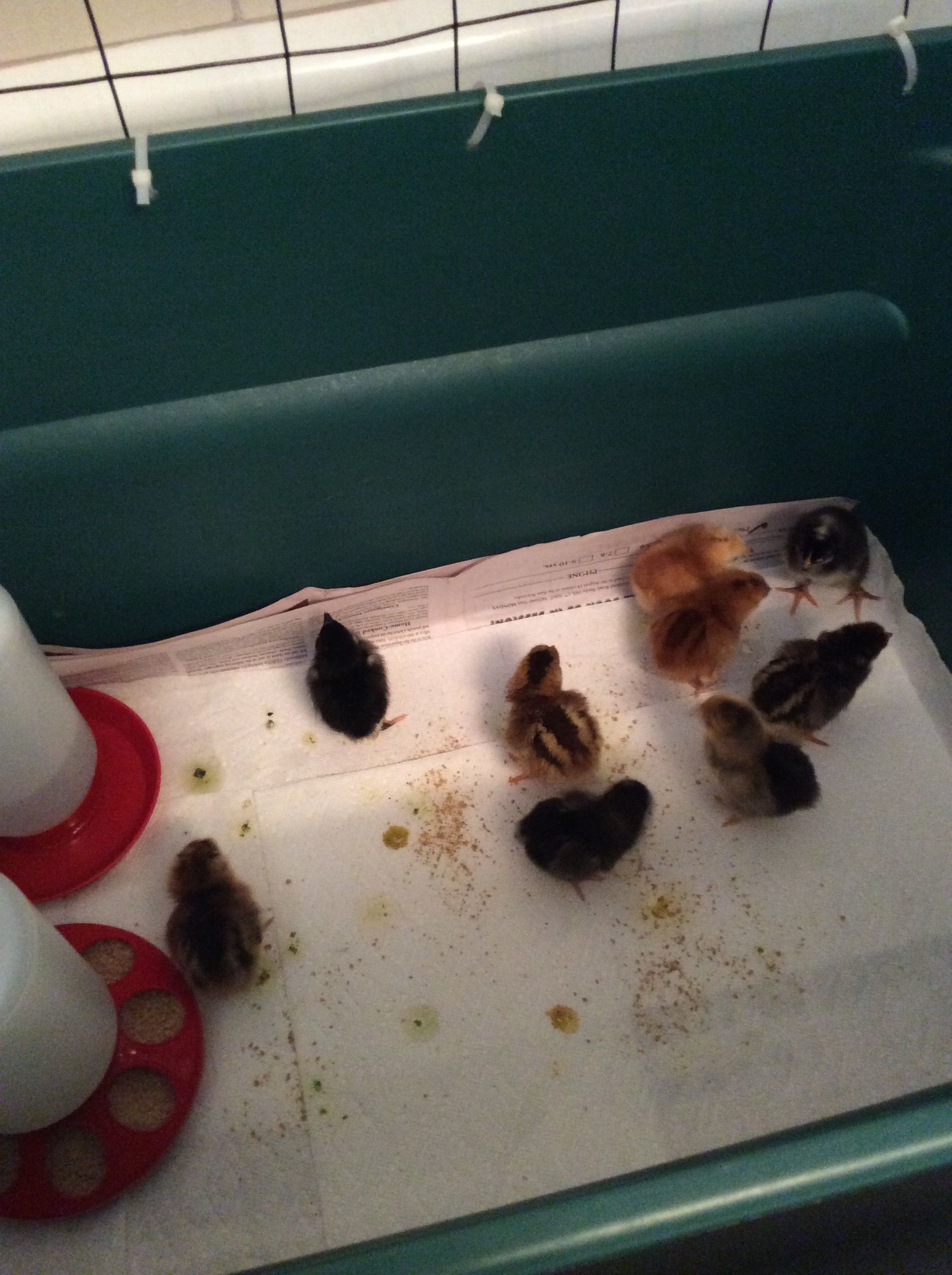 First day in Tote Brooder