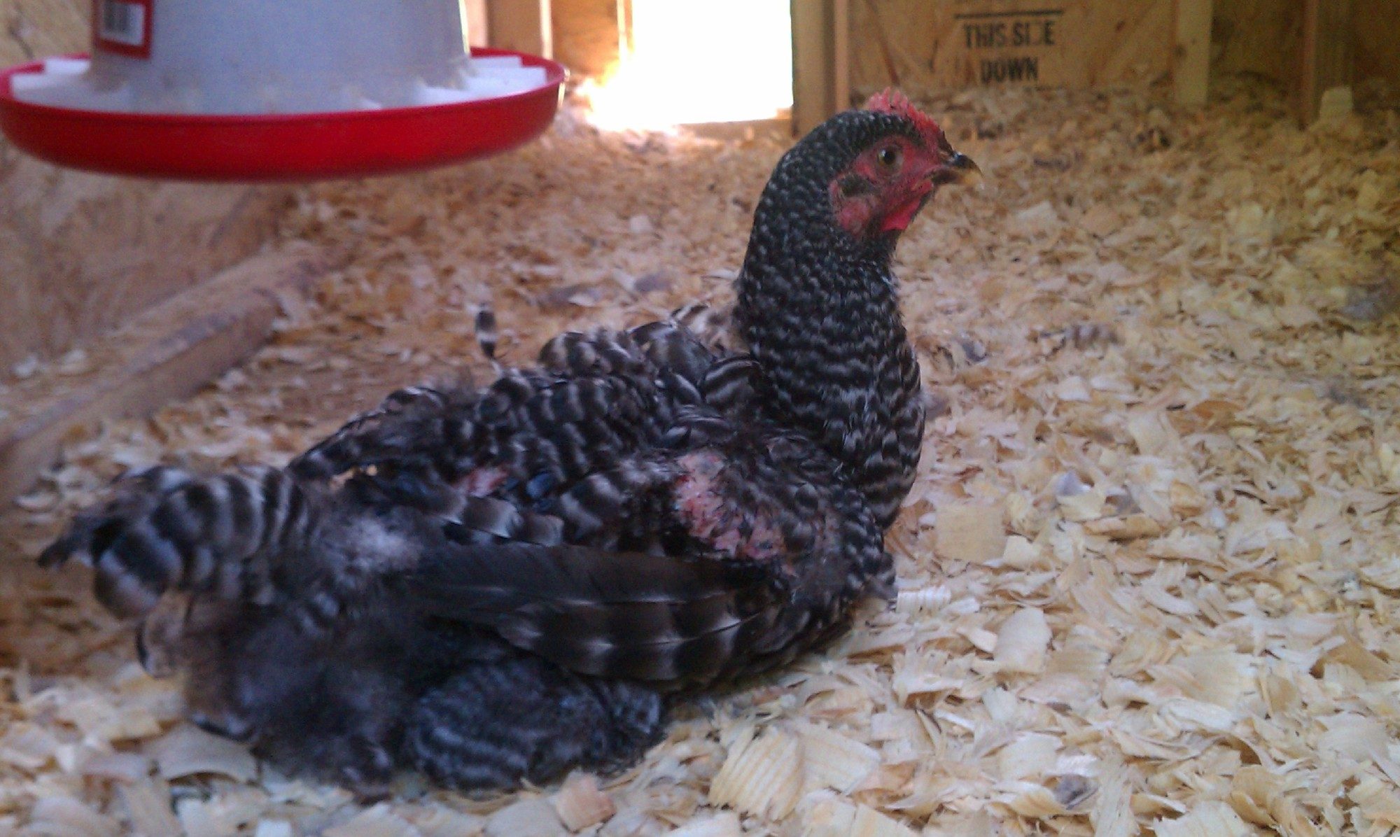 first day of missing feathers and cuts