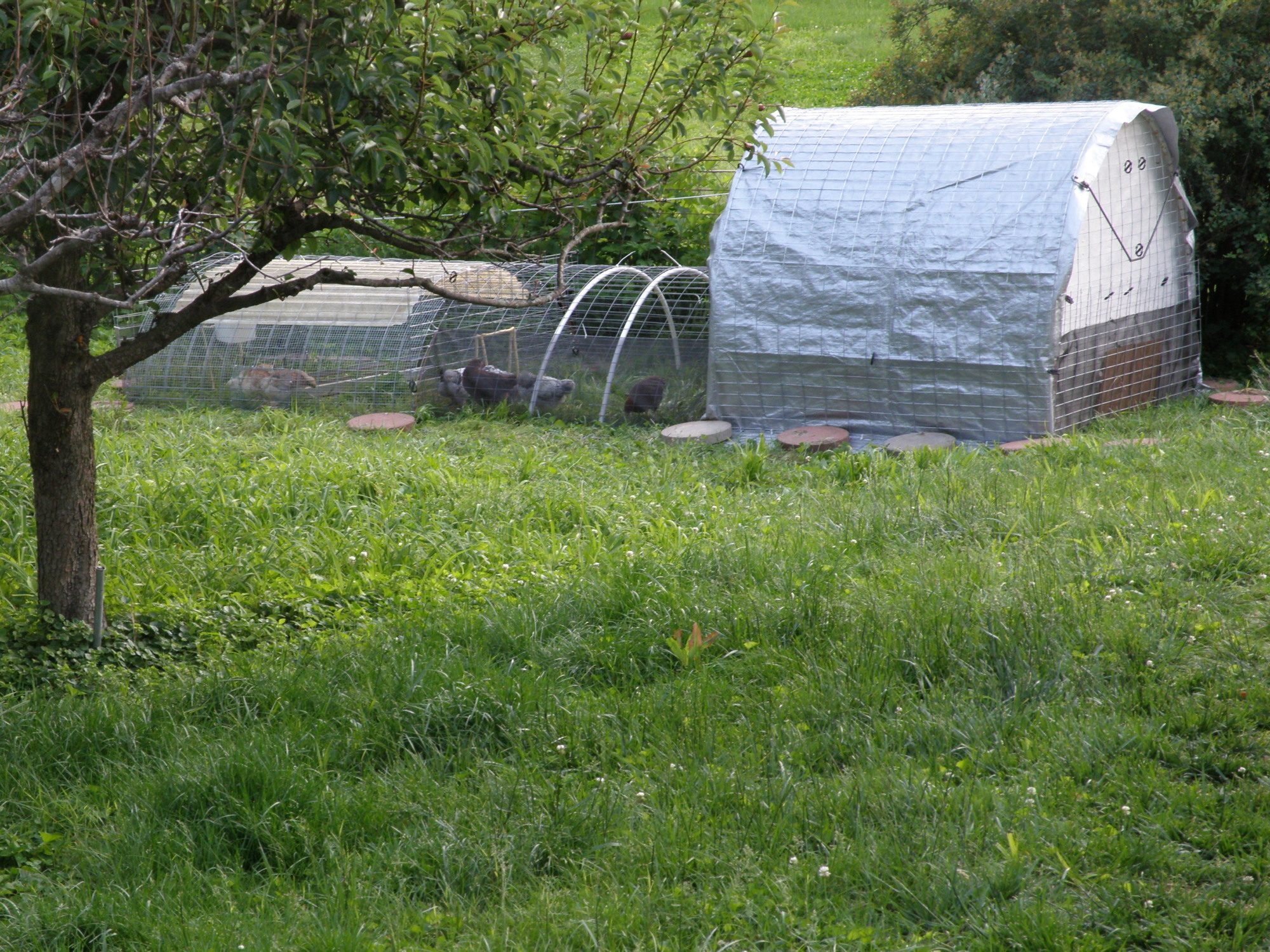 First day out for new chicks Unit is made of coop, watering section and feeding section