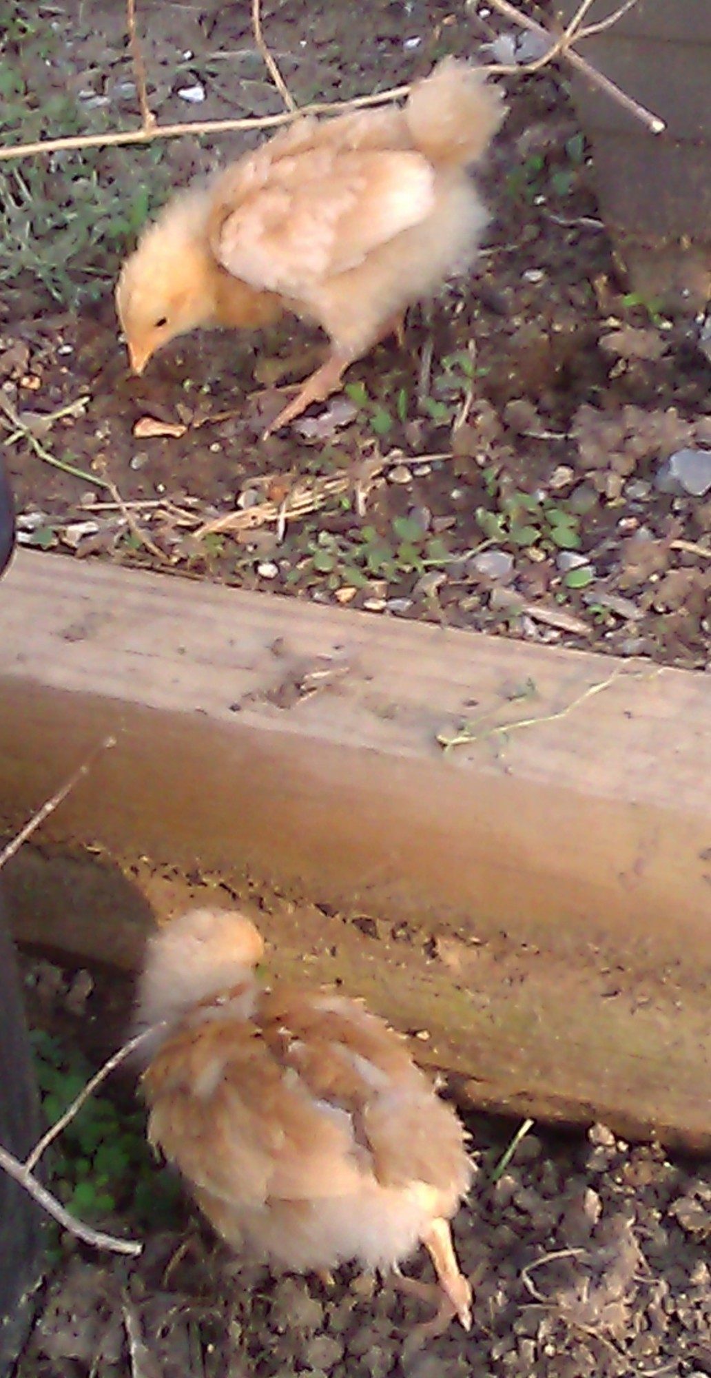 First day out in the garden area.